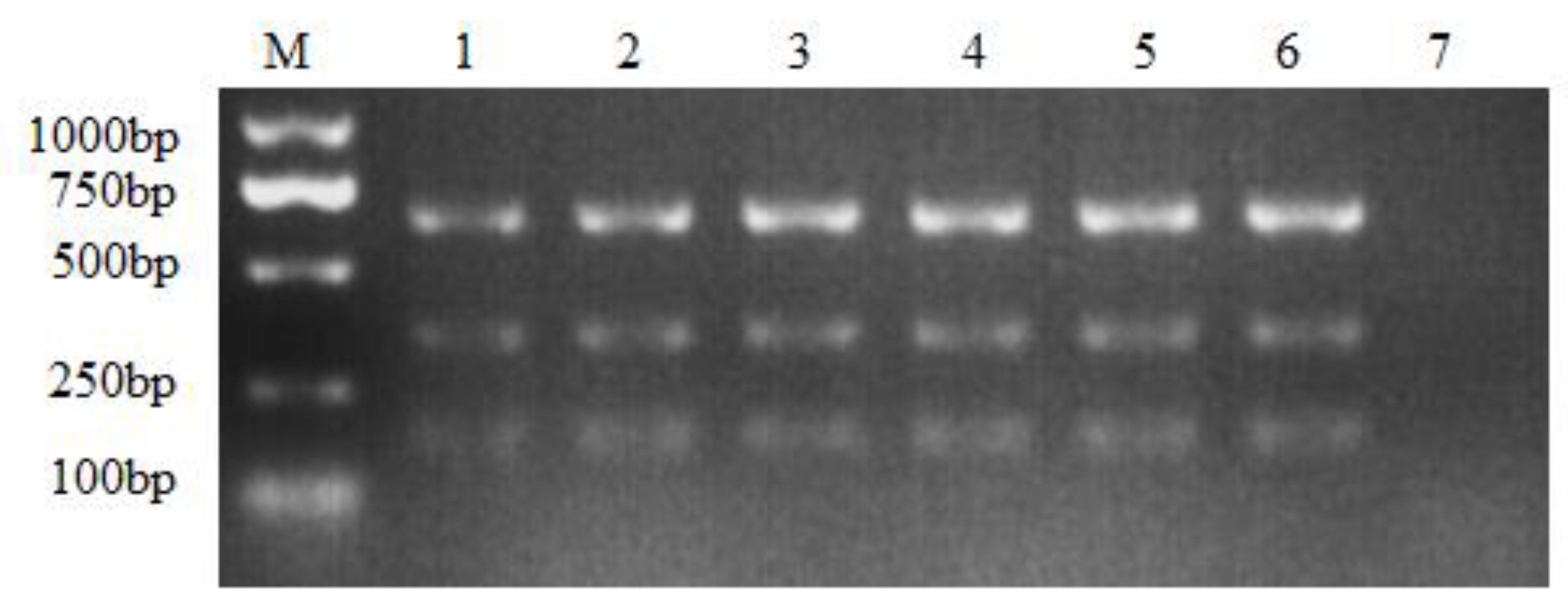 Viruses 16 00015 g002
