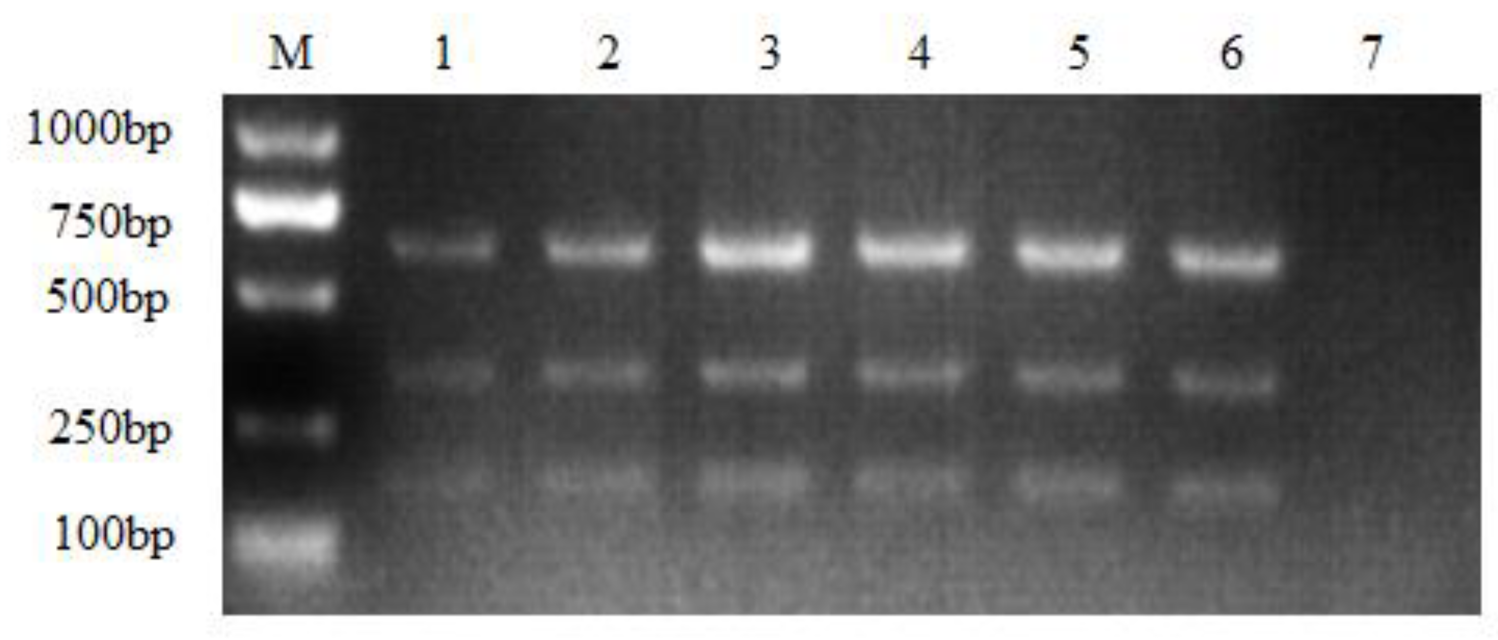 Viruses 16 00015 g003