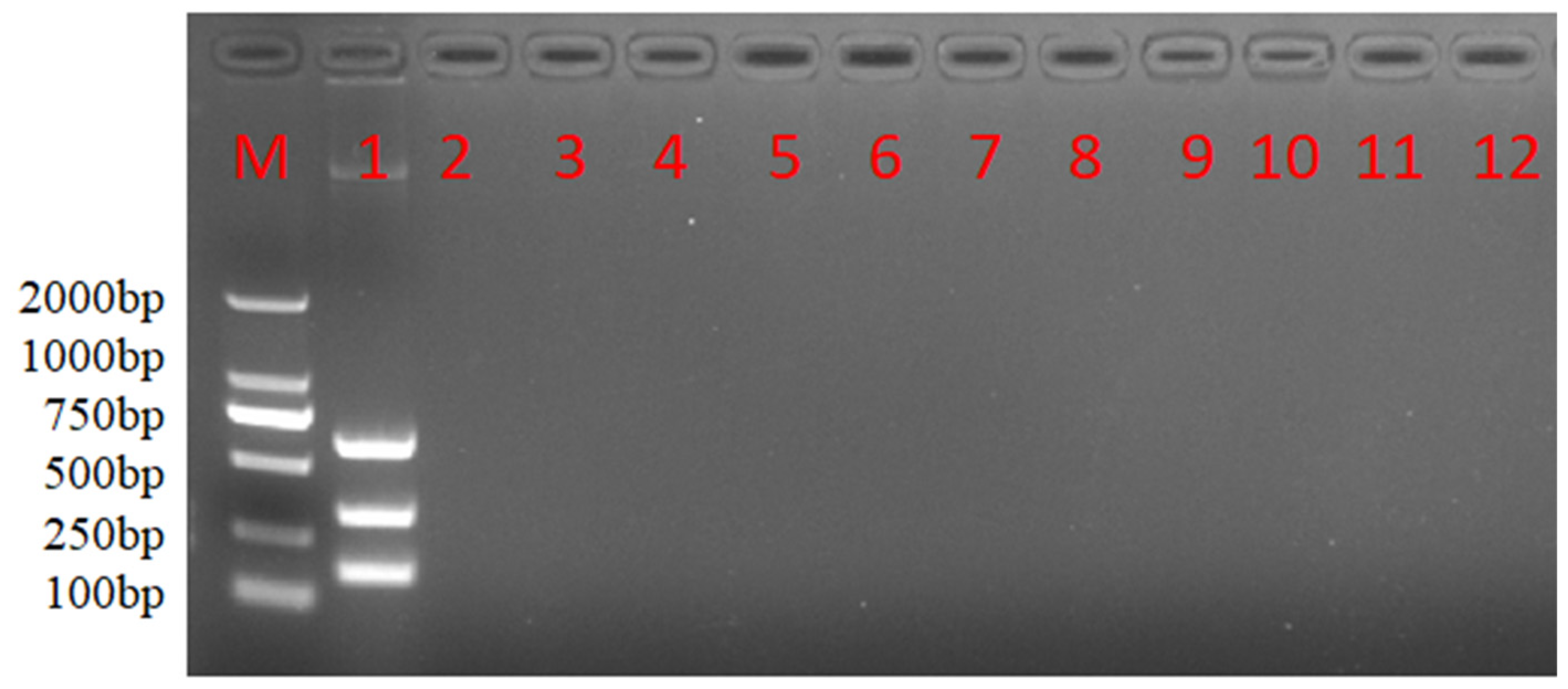 Viruses 16 00015 g005