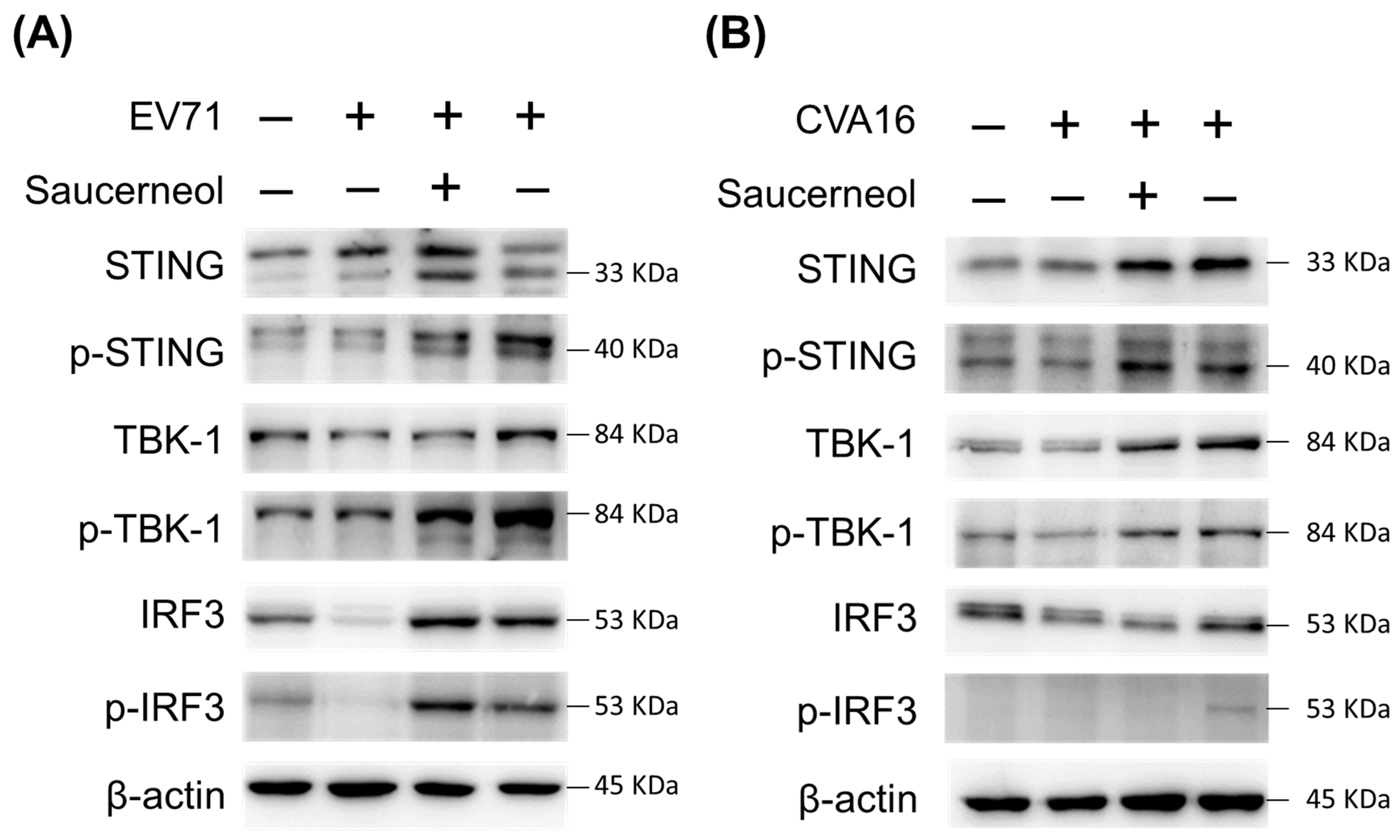 Viruses 16 00016 g005