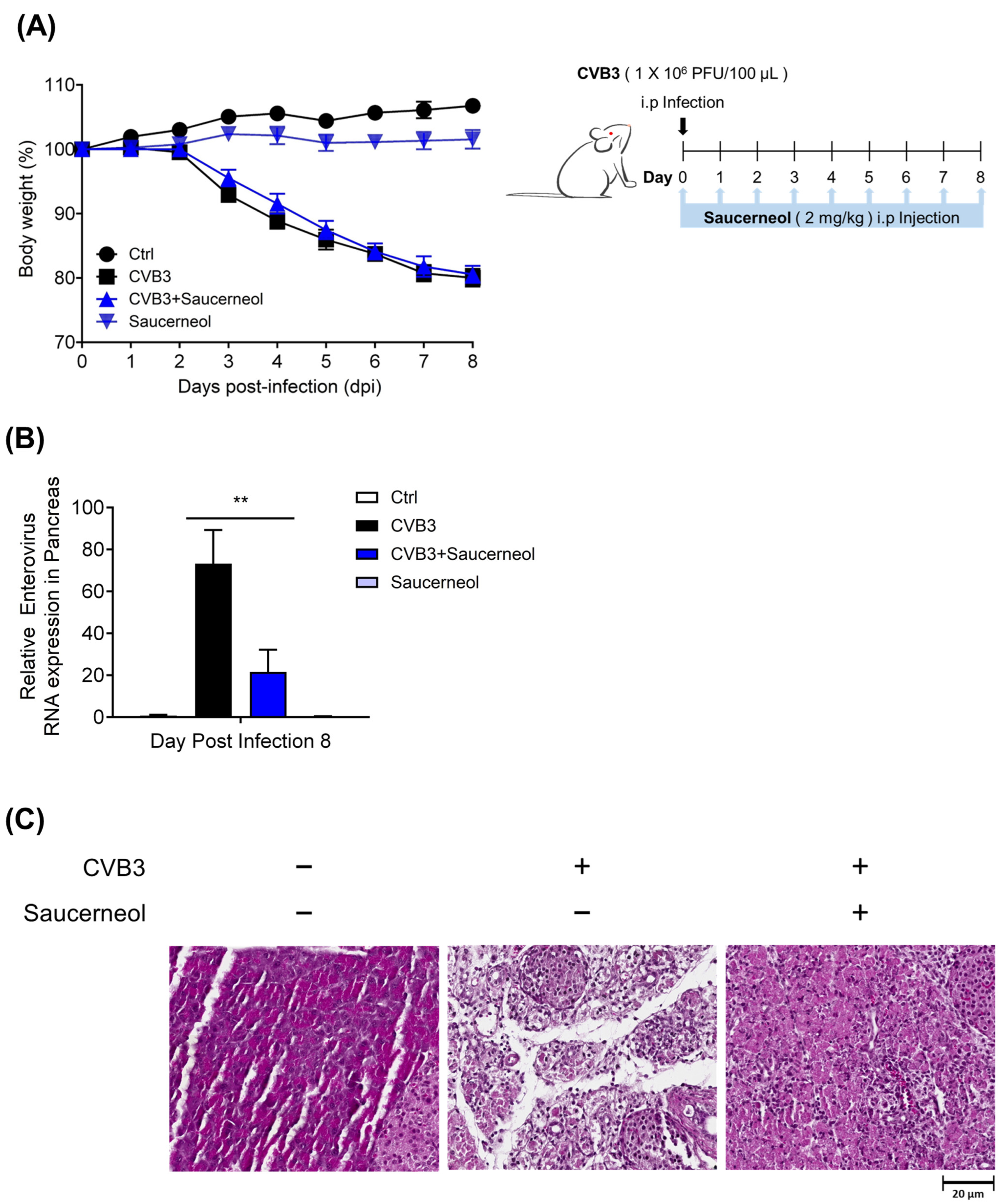 Viruses 16 00016 g006
