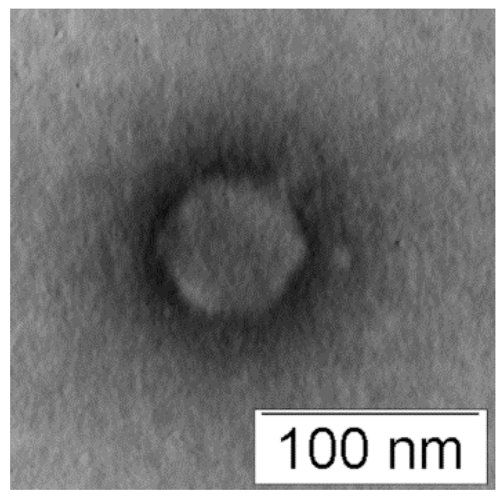 Viruses 16 00018 g001