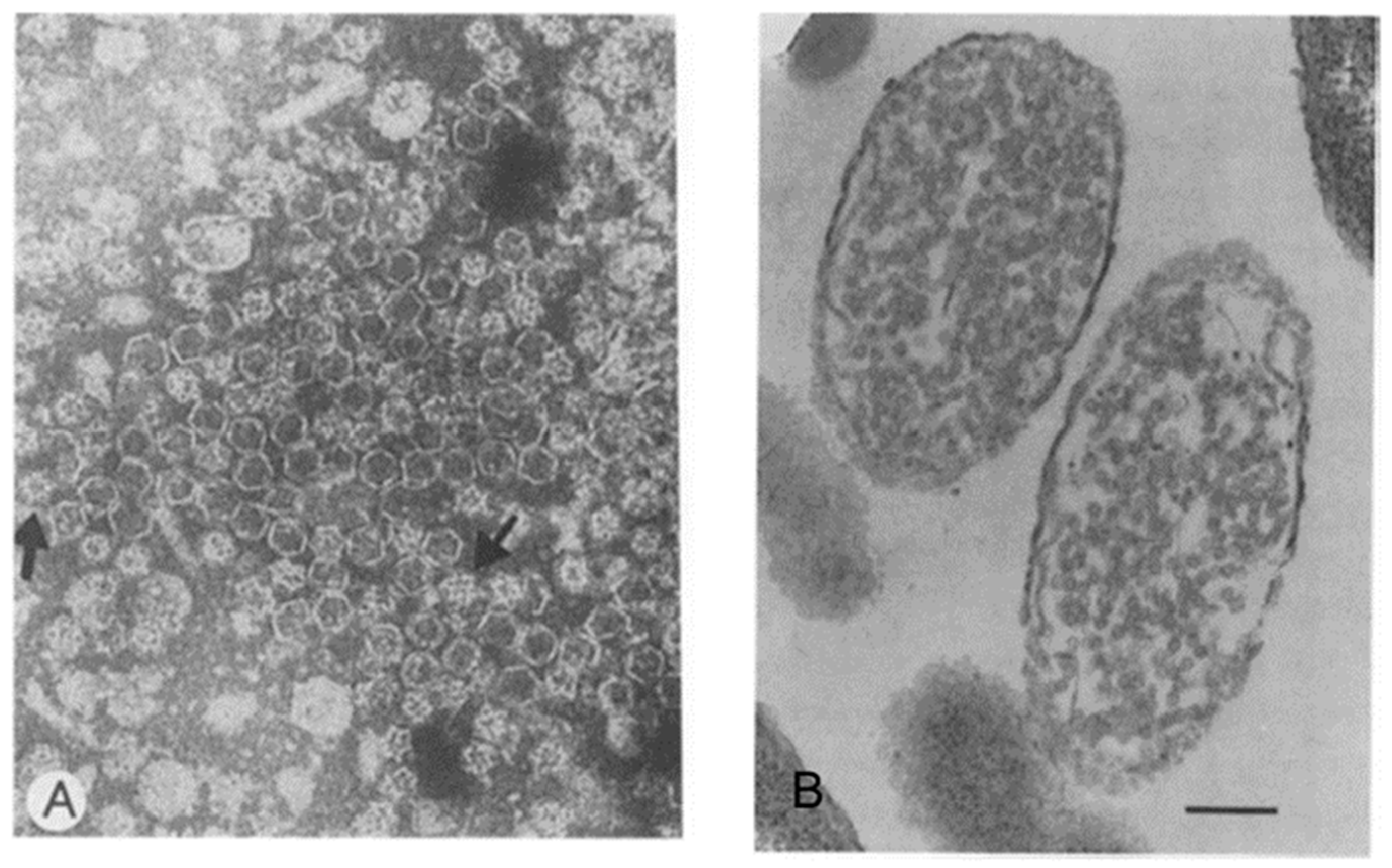 Viruses 16 00022 g003