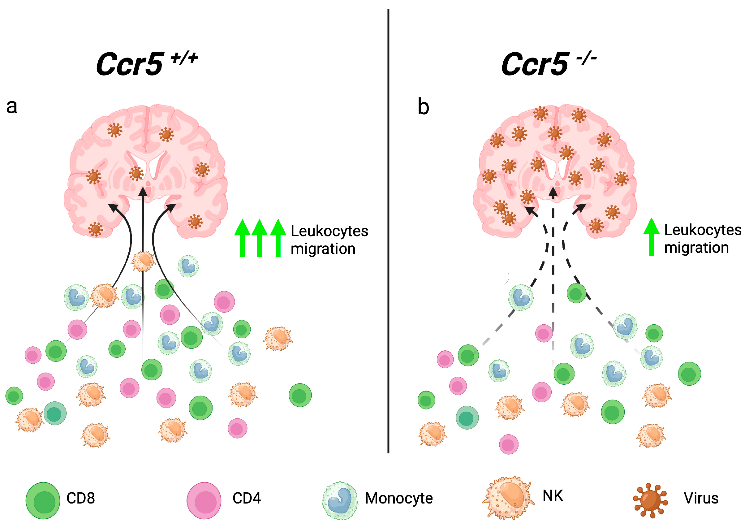 Viruses 16 00028 g001