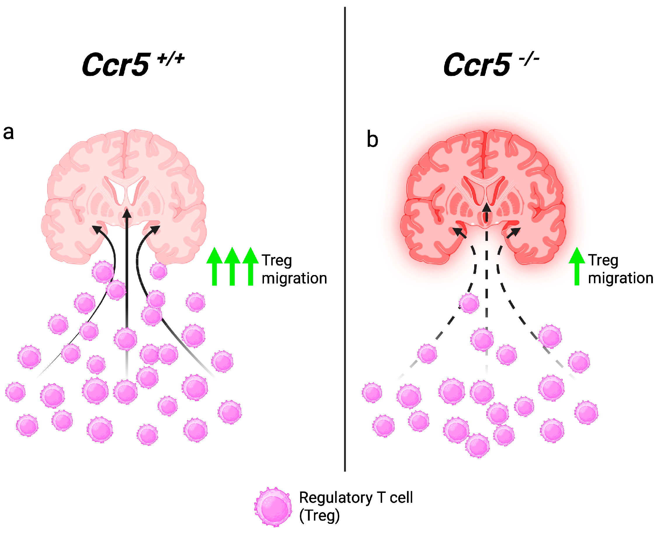 Viruses 16 00028 g002