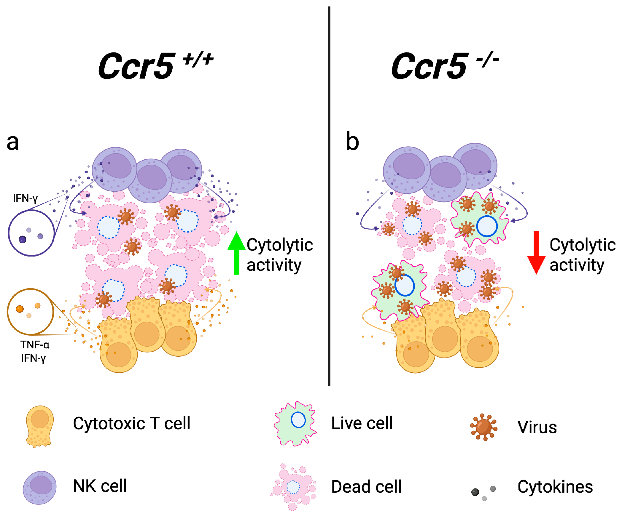 Viruses 16 00028 g003