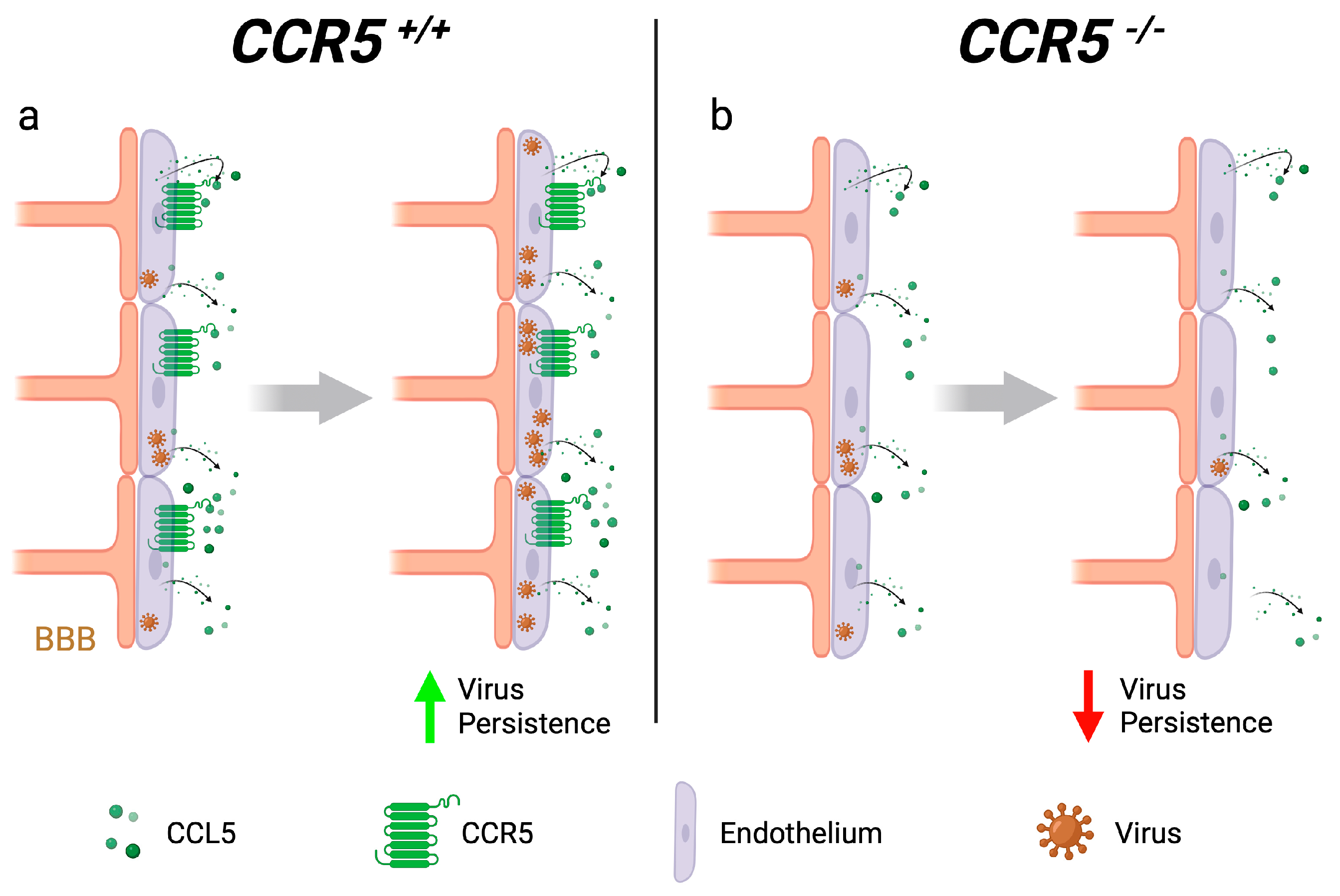 Viruses 16 00028 g004