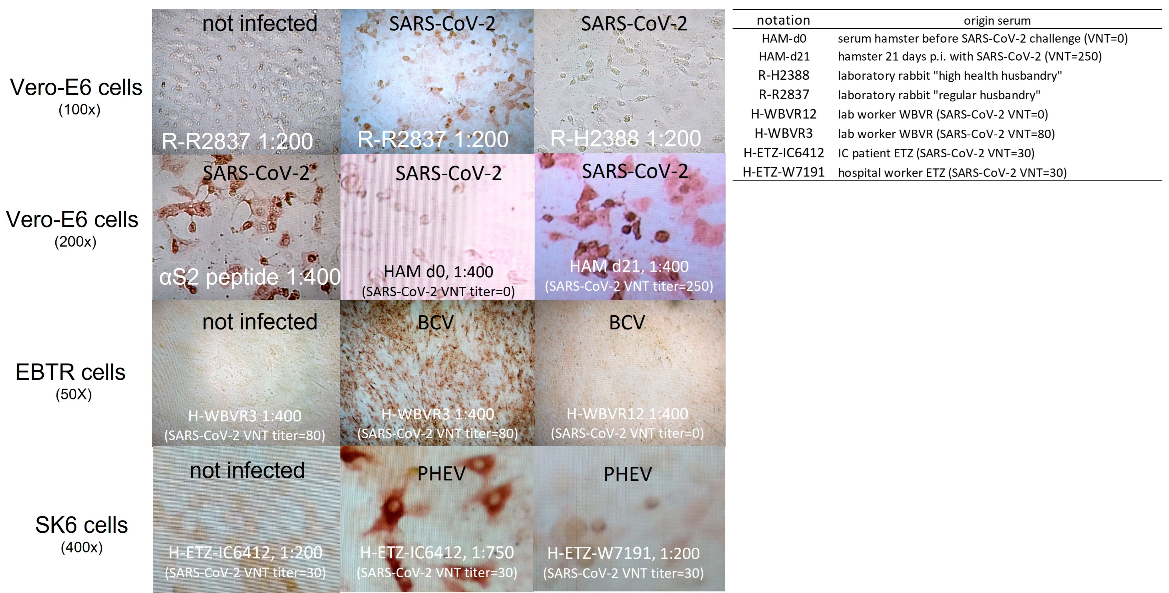 Viruses 16 00034 g002 Viruses 16 00034 g002