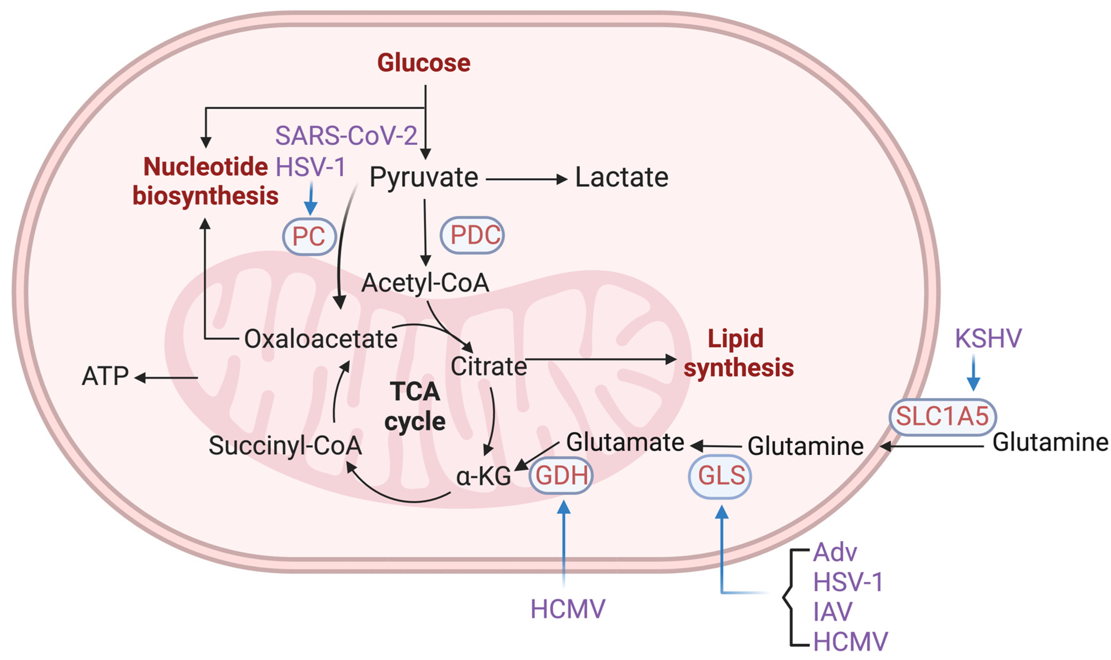 Viruses 16 00035 g003