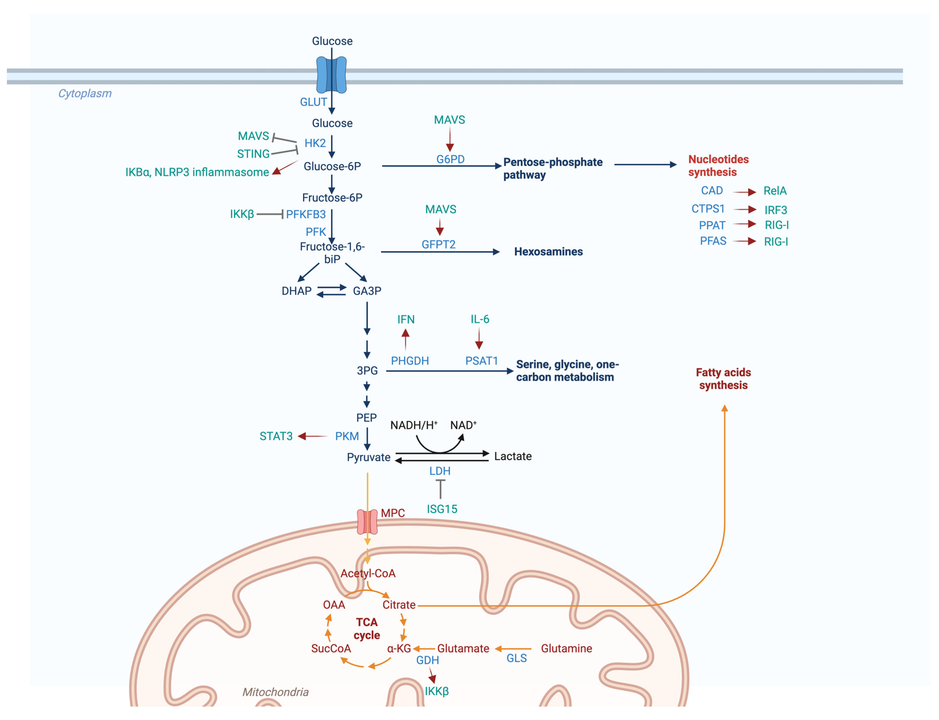 Viruses 16 00035 g006