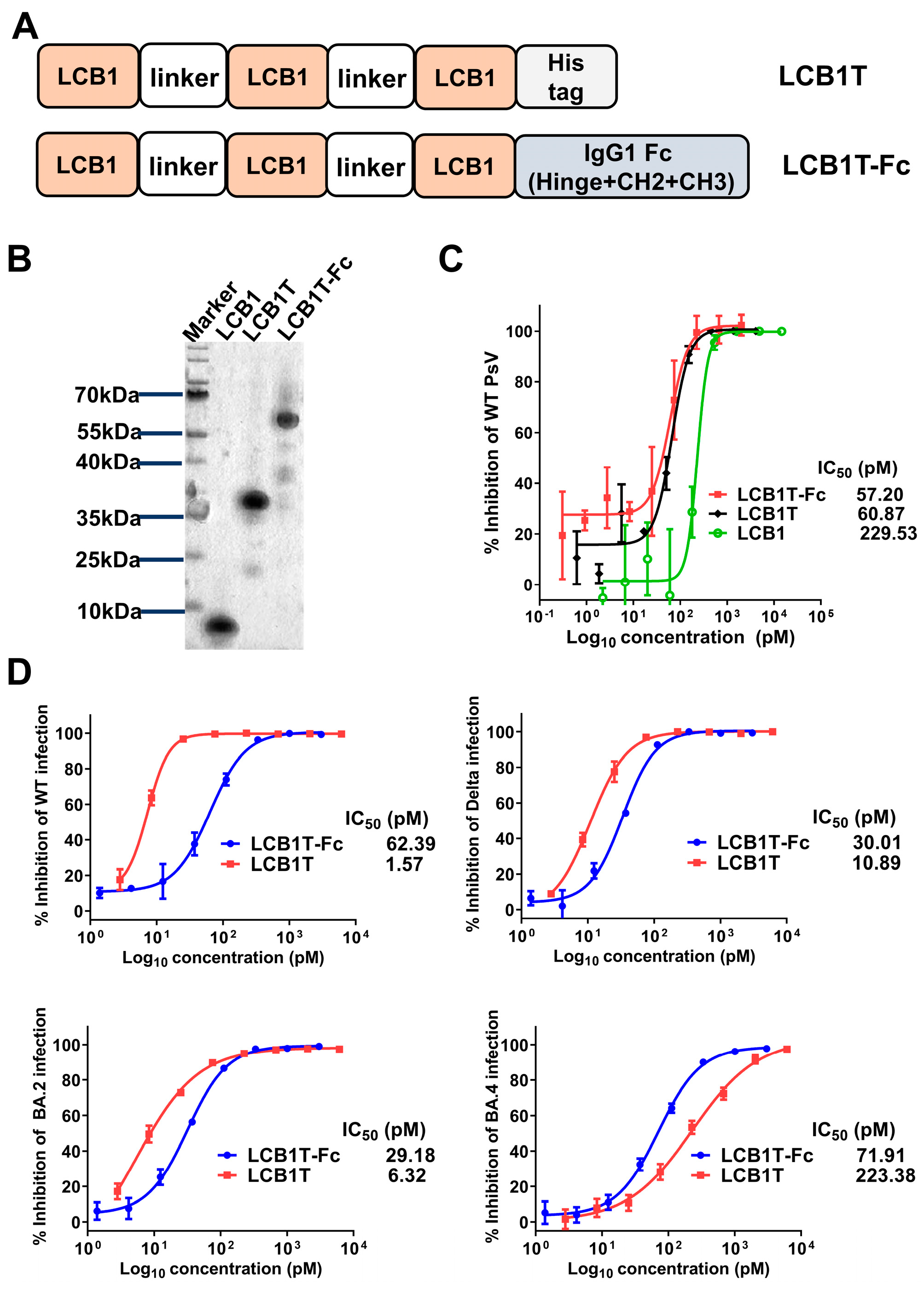 Viruses 16 00036 g001