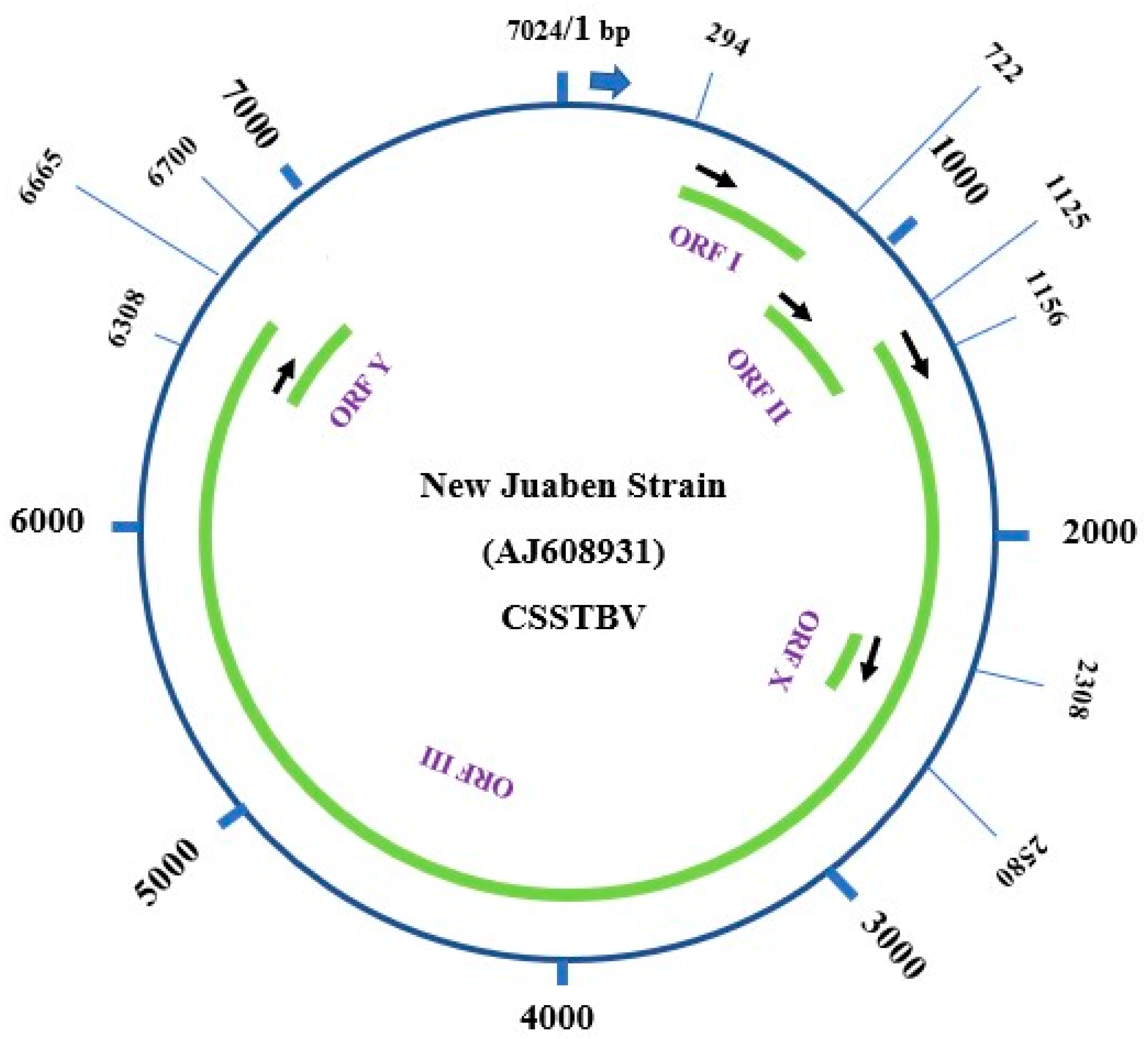 Viruses 16 00043 g002