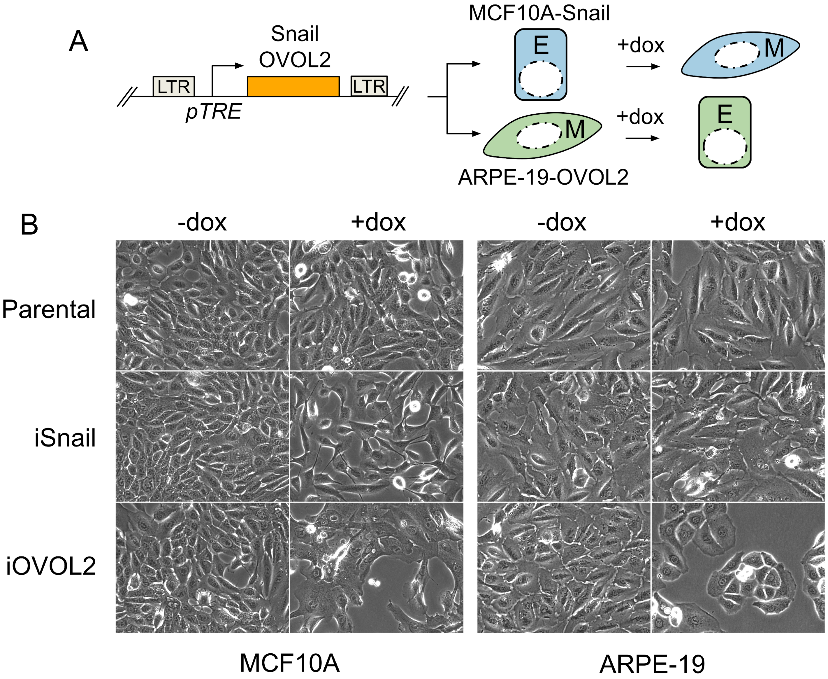 Viruses 16 00049 g003 Viruses 16 00049 g003