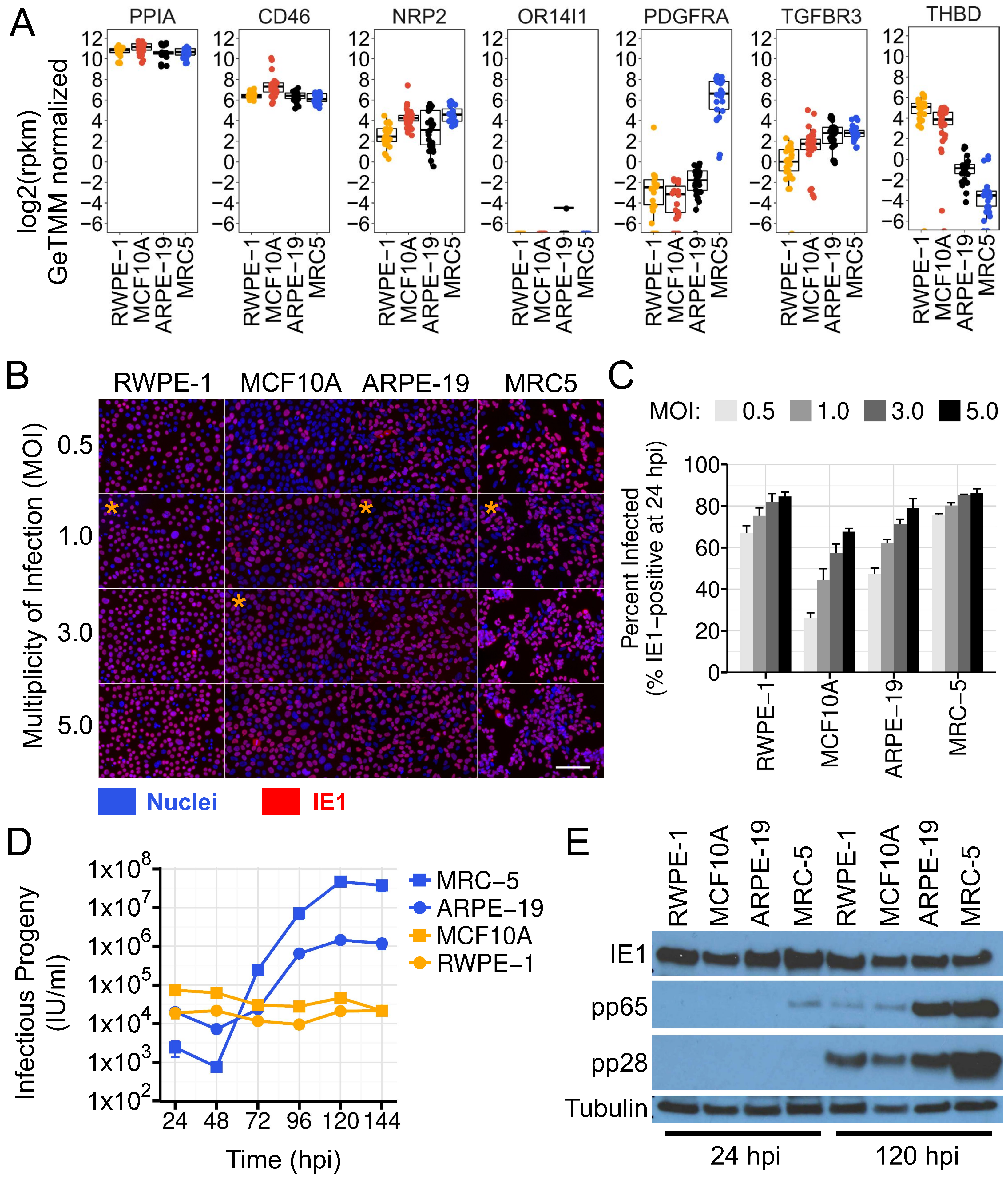 Viruses 16 00049 g006 Viruses 16 00049 g006