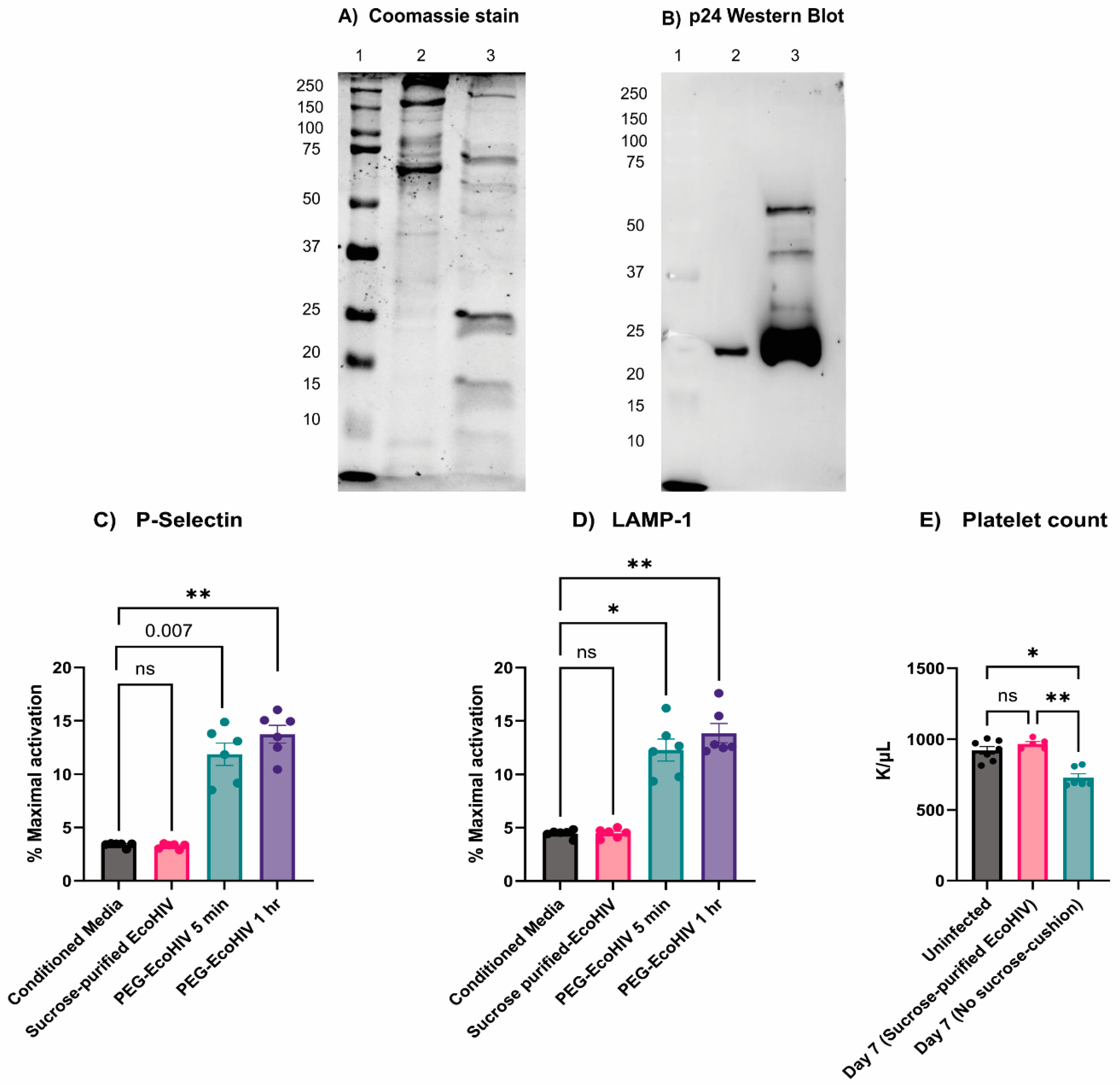 Viruses 16 00055 g007