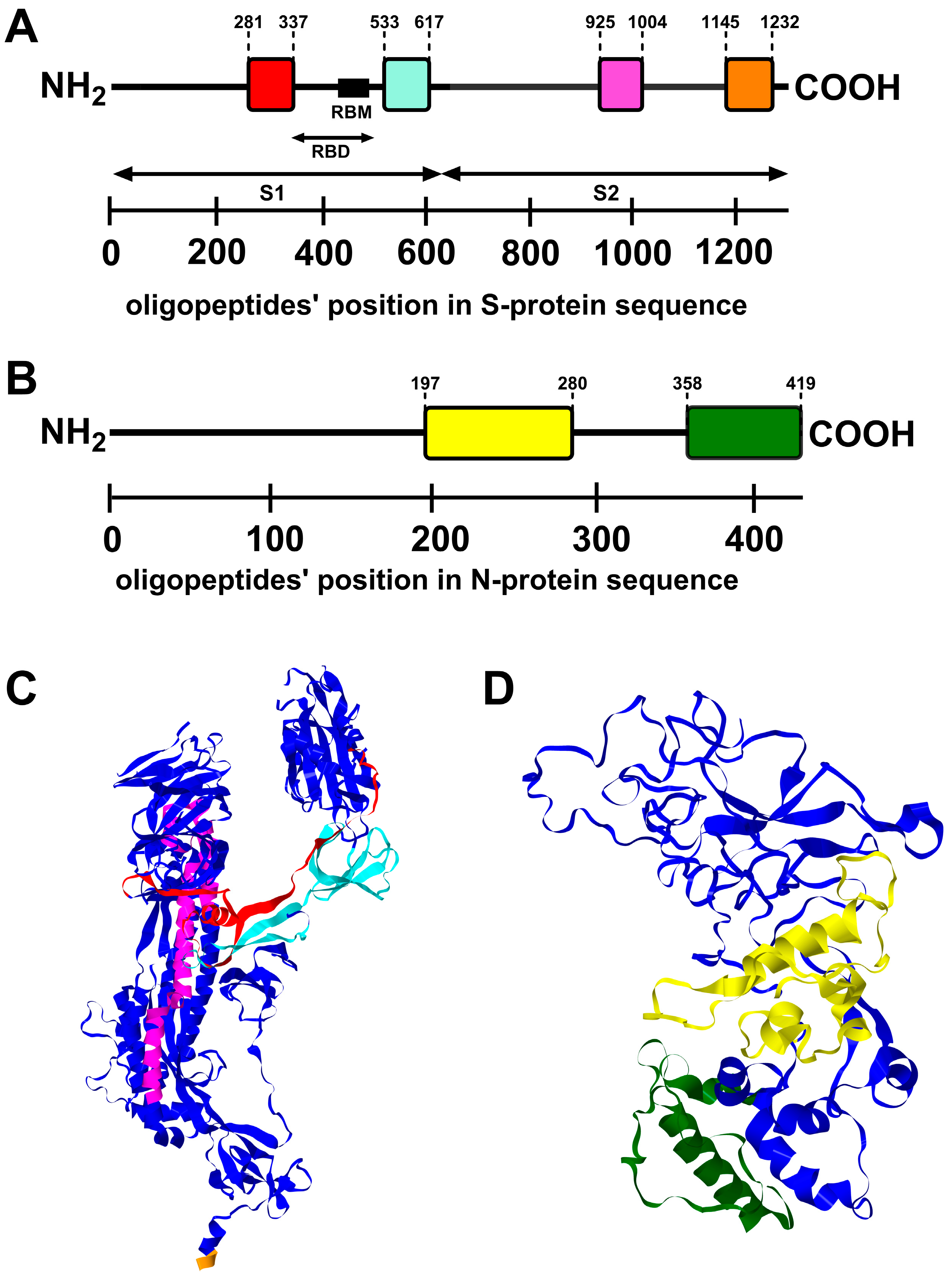 Viruses 16 00058 g004