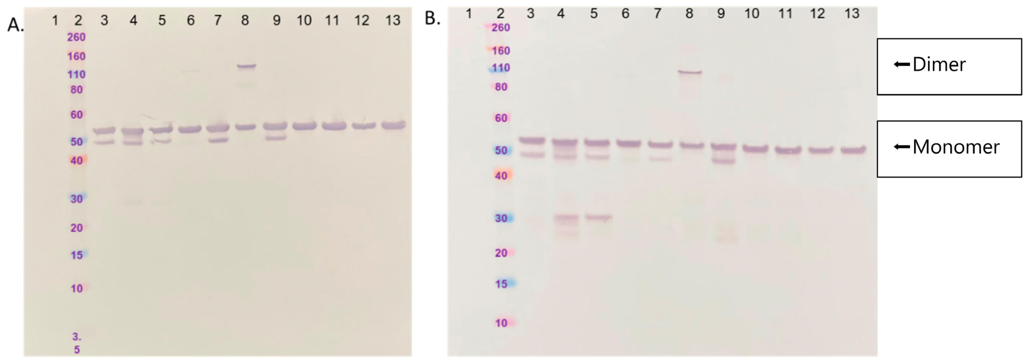 Viruses 16 00061 g001