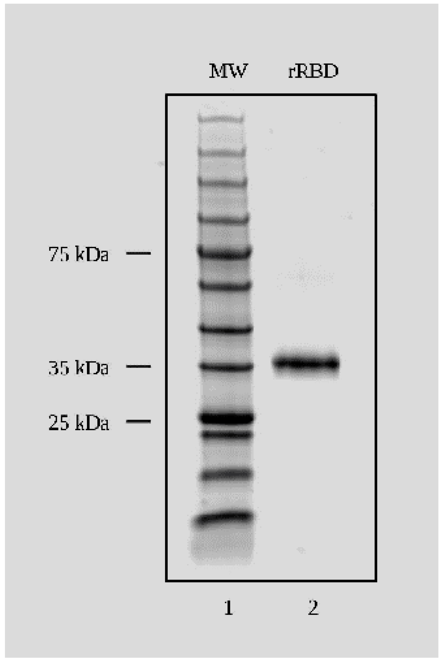Viruses 16 00064 g001 Viruses 16 00064 g001