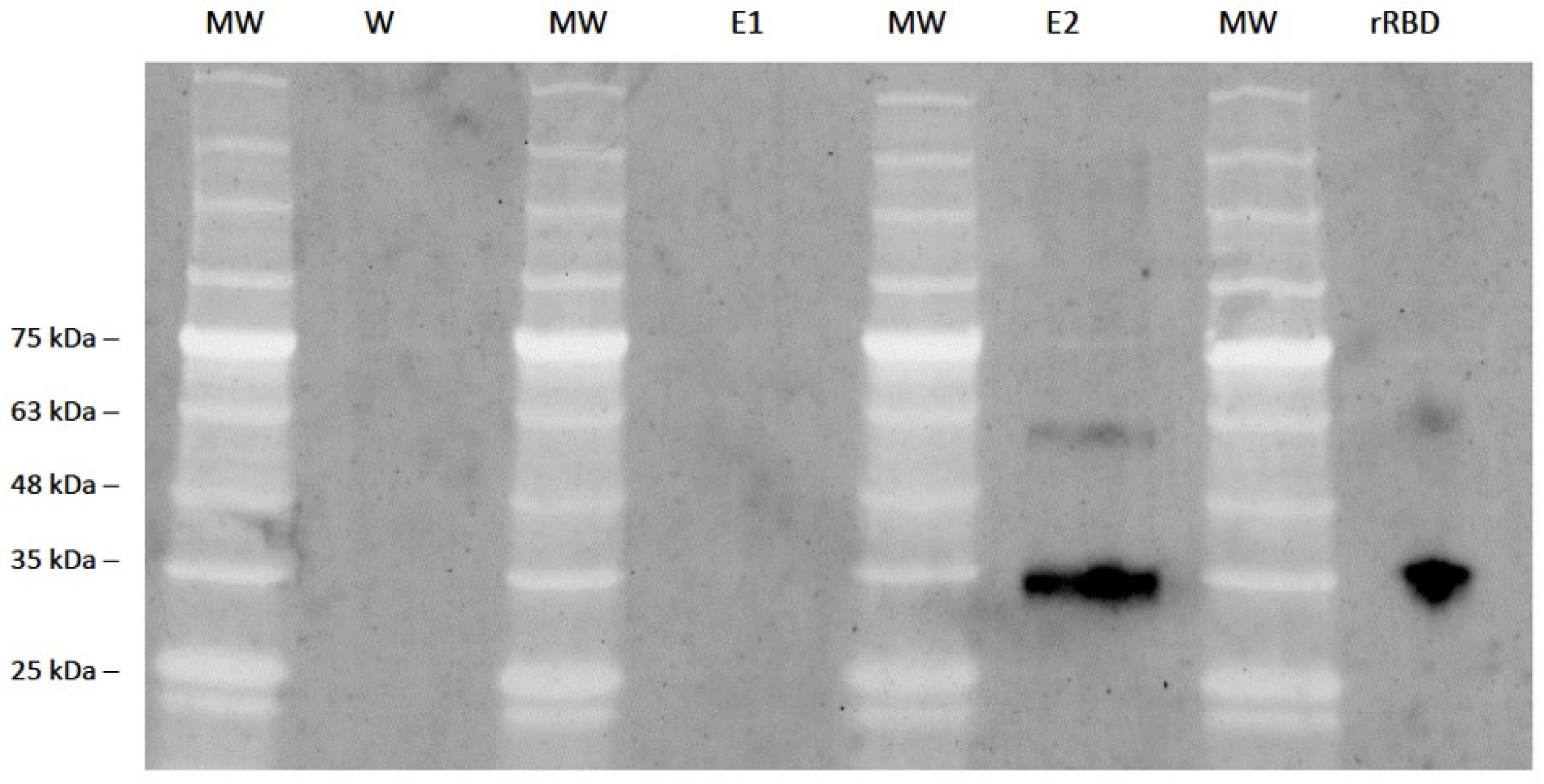 Viruses 16 00064 g007 Viruses 16 00064 g007