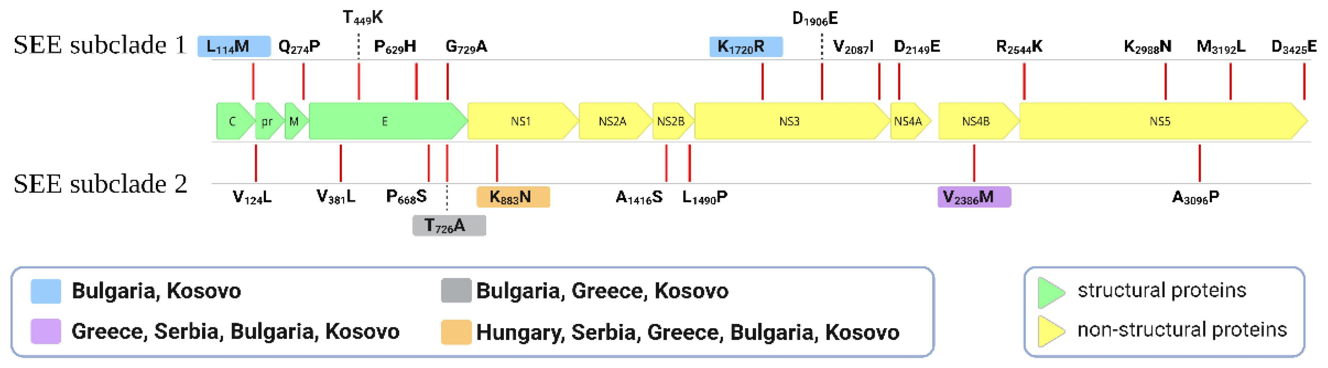 Viruses 16 00066 g001