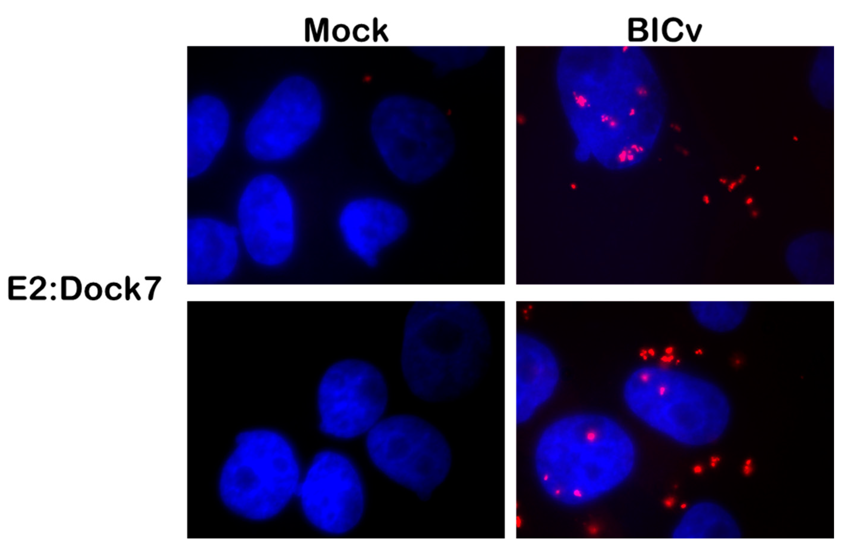 Viruses 16 00070 g001