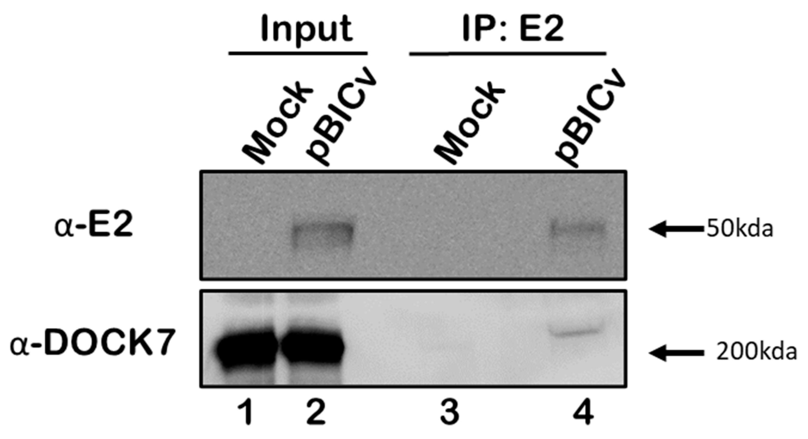 Viruses 16 00070 g002