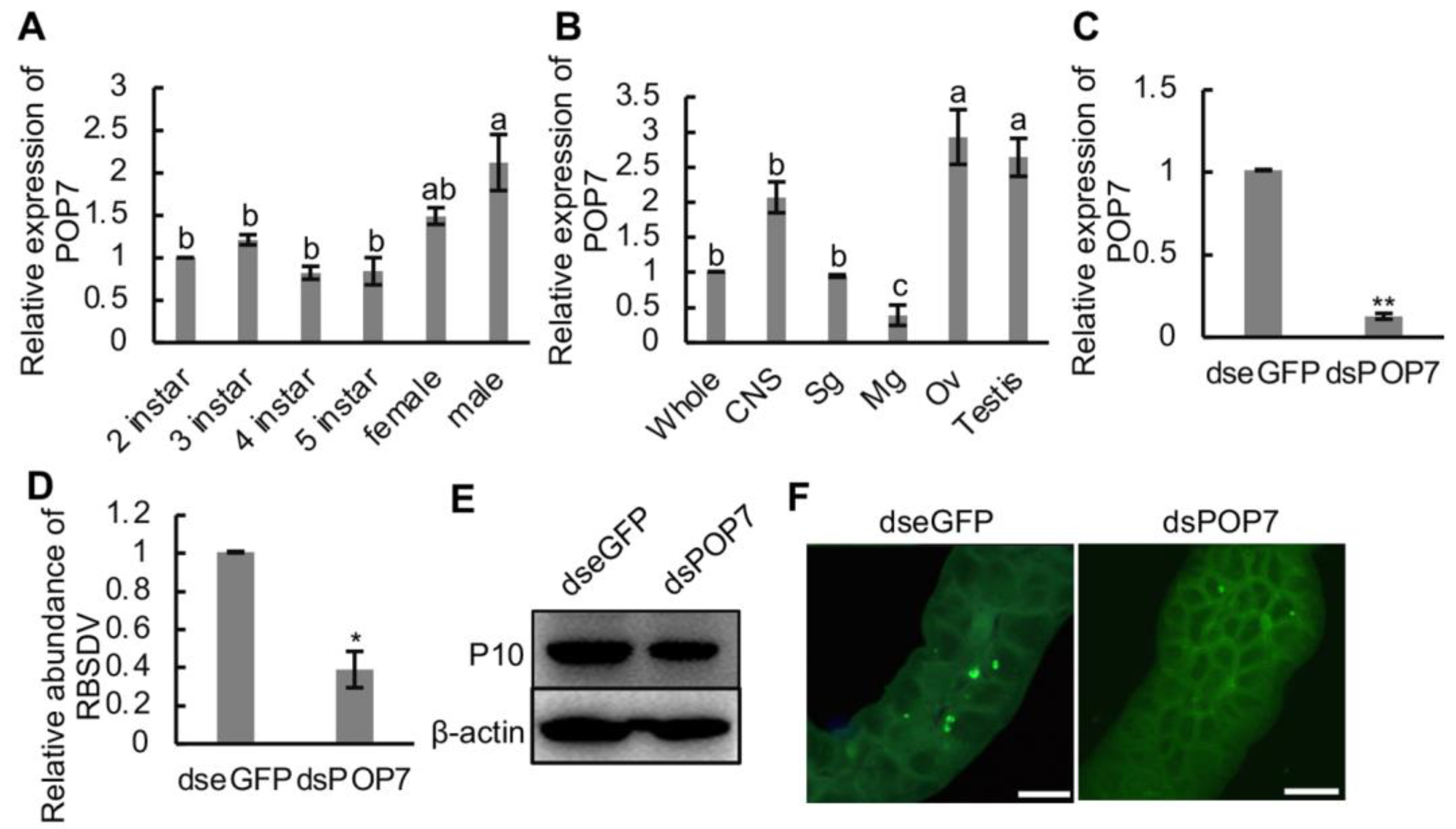 Viruses 16 00097 g005