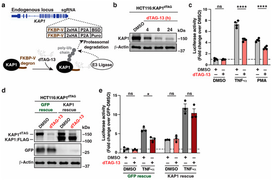 Viruses 16 00116 g001