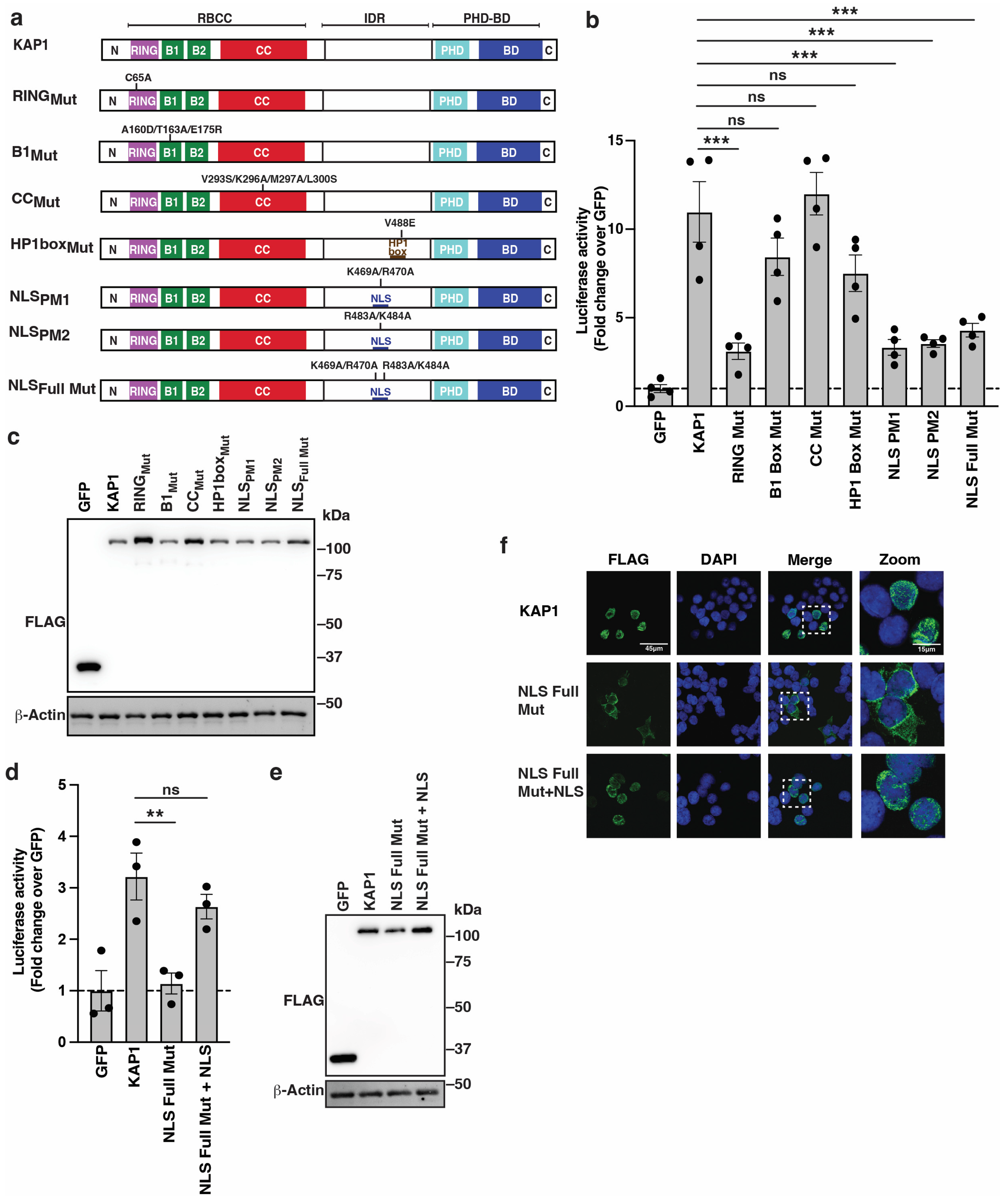 Viruses 16 00116 g003