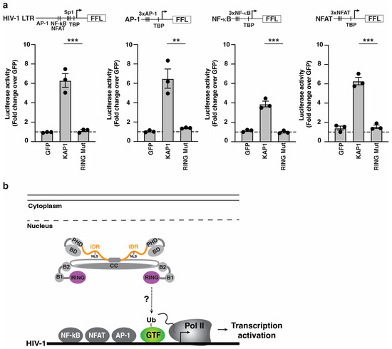 Viruses 16 00116 g004