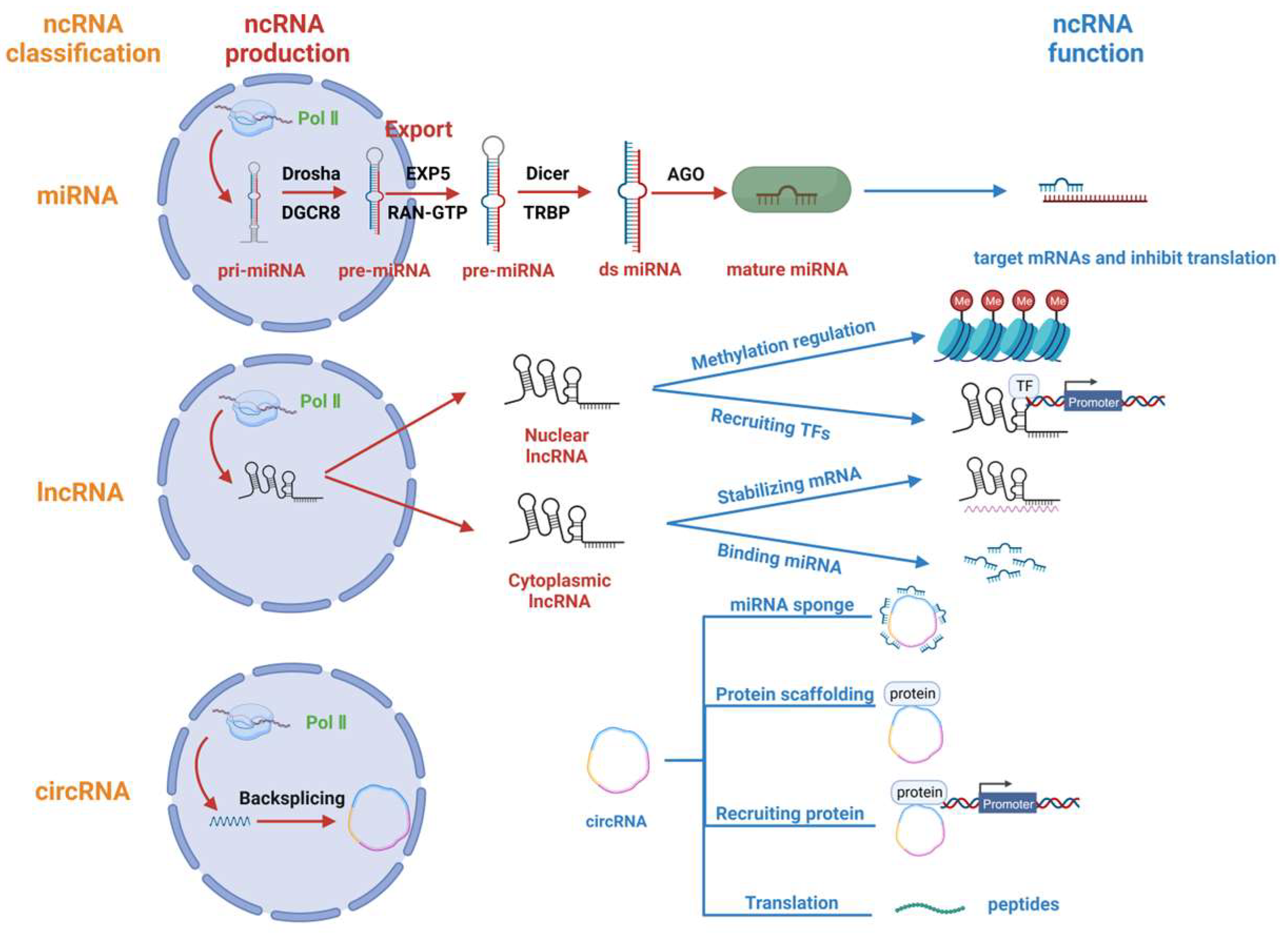 Viruses 16 00118 g001
