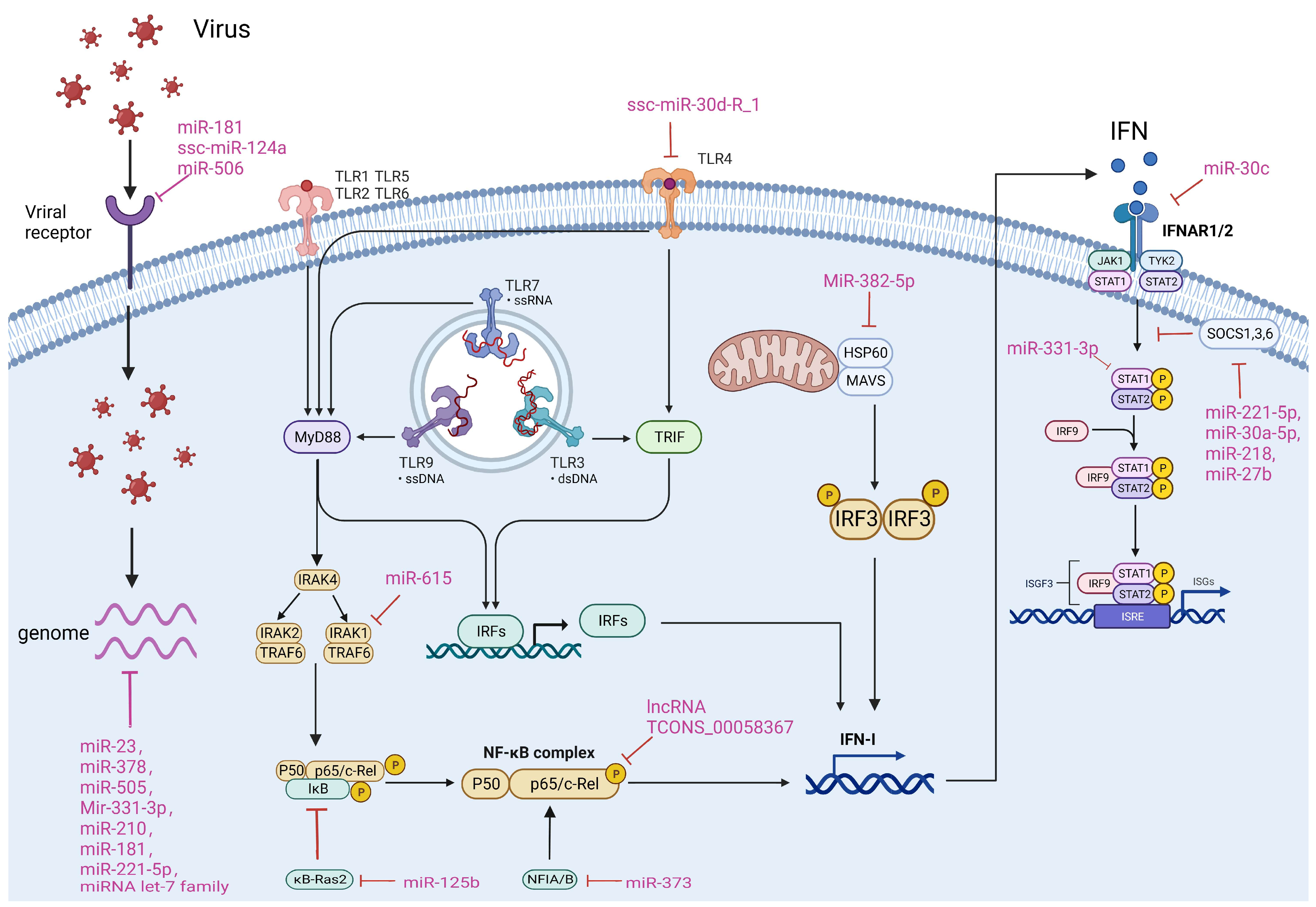 Viruses 16 00118 g002