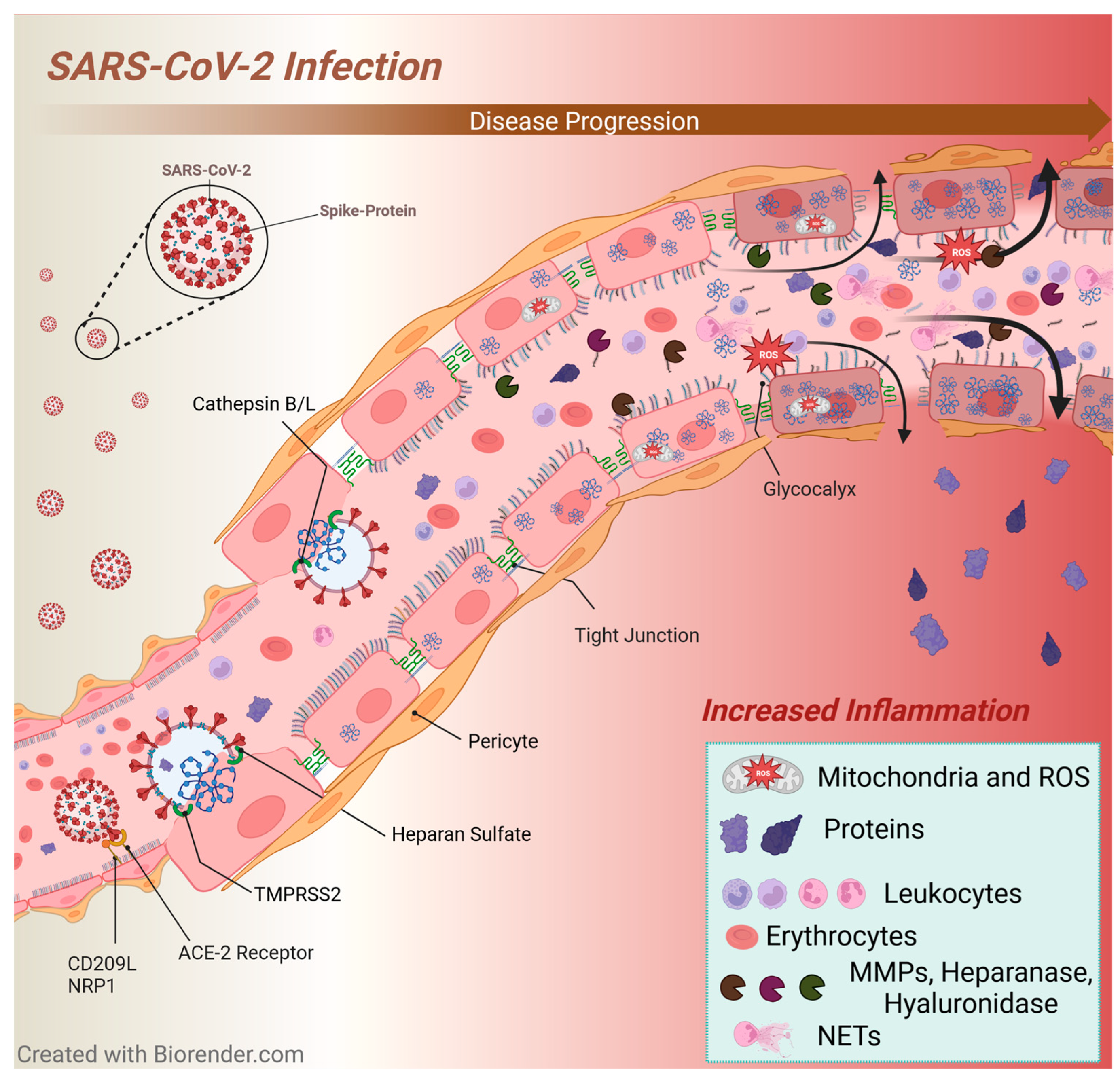 Viruses 16 00121 g001