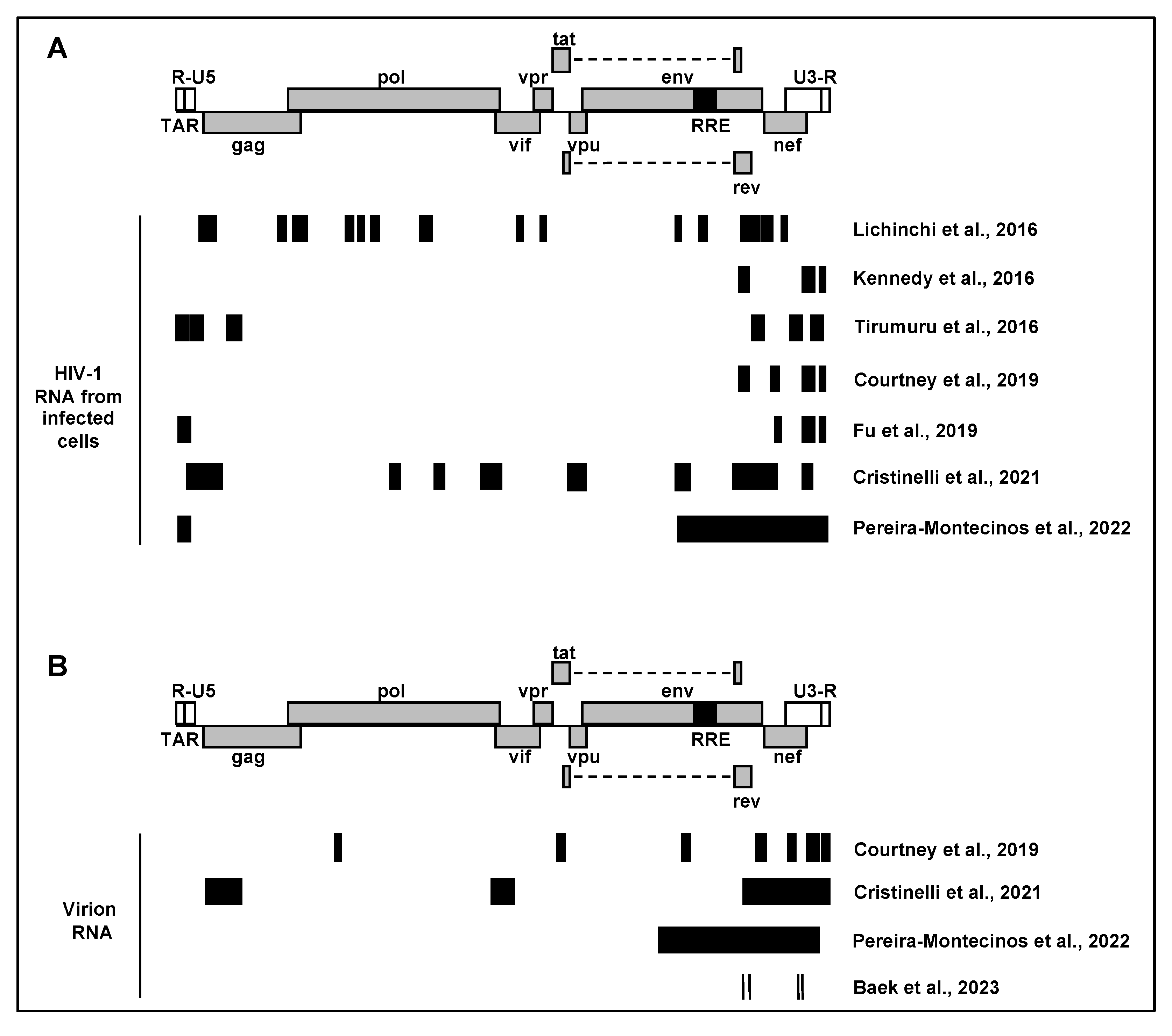 Viruses 16 00127 g001