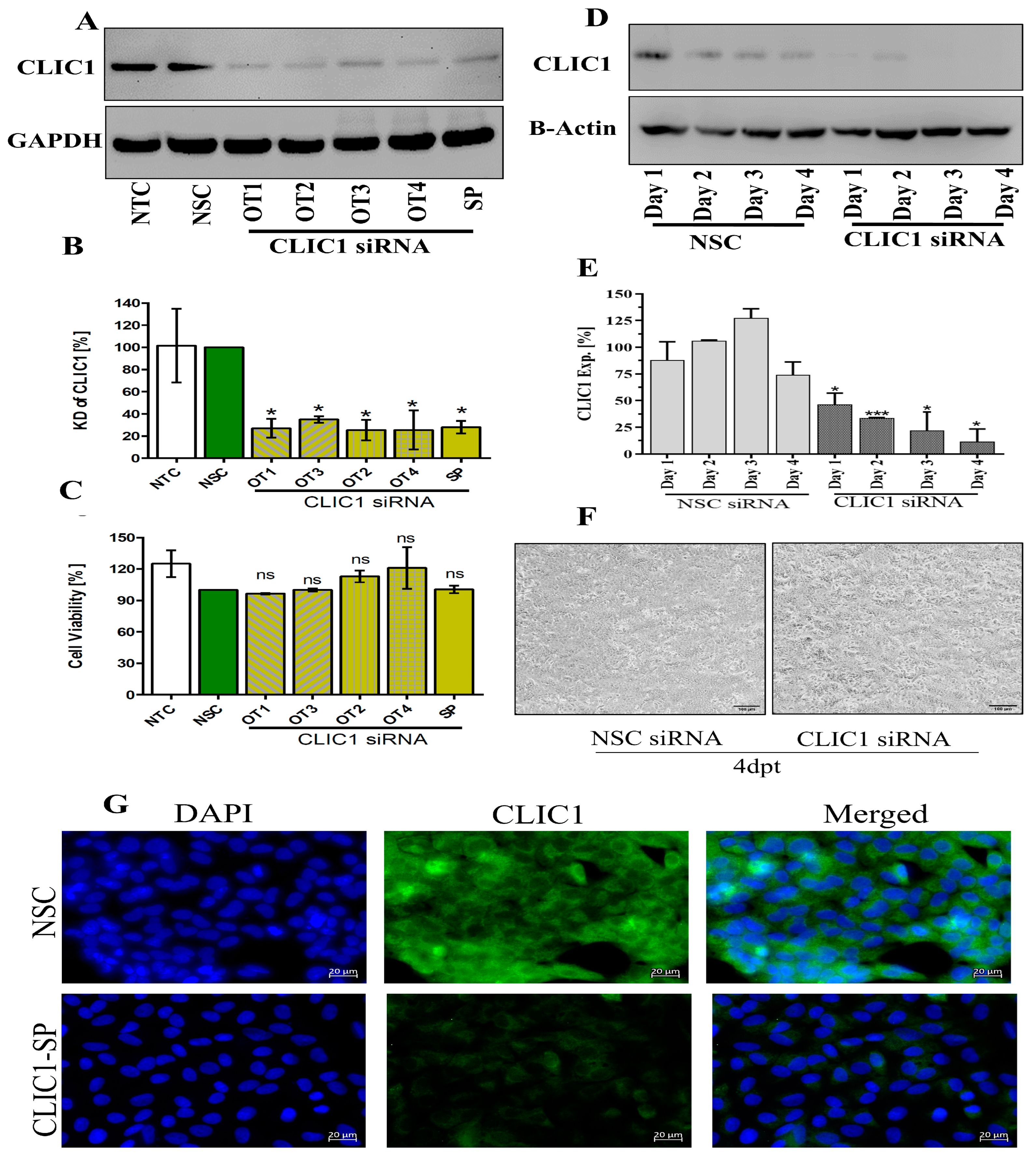 Viruses 16 00129 g001