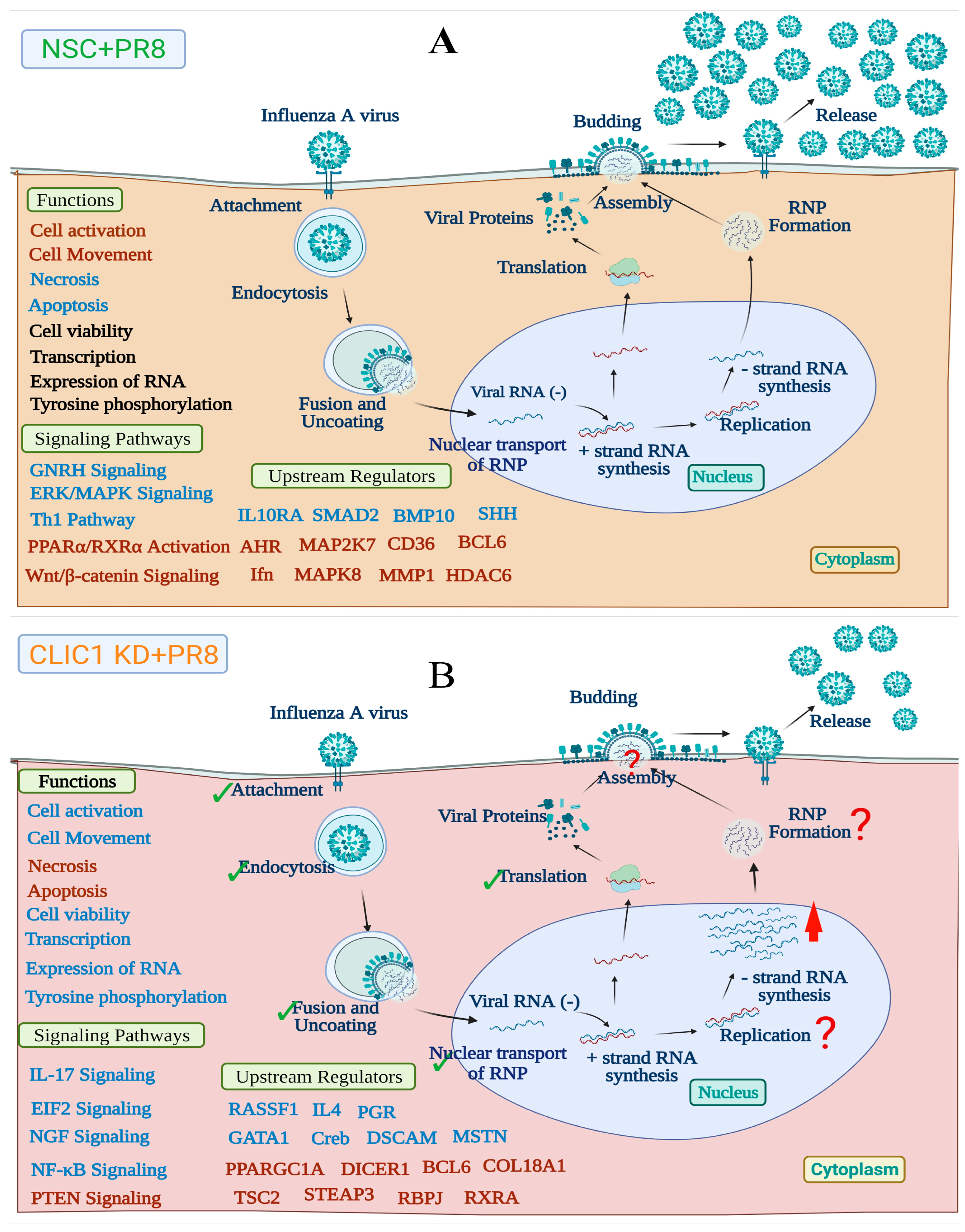 Viruses 16 00129 g007