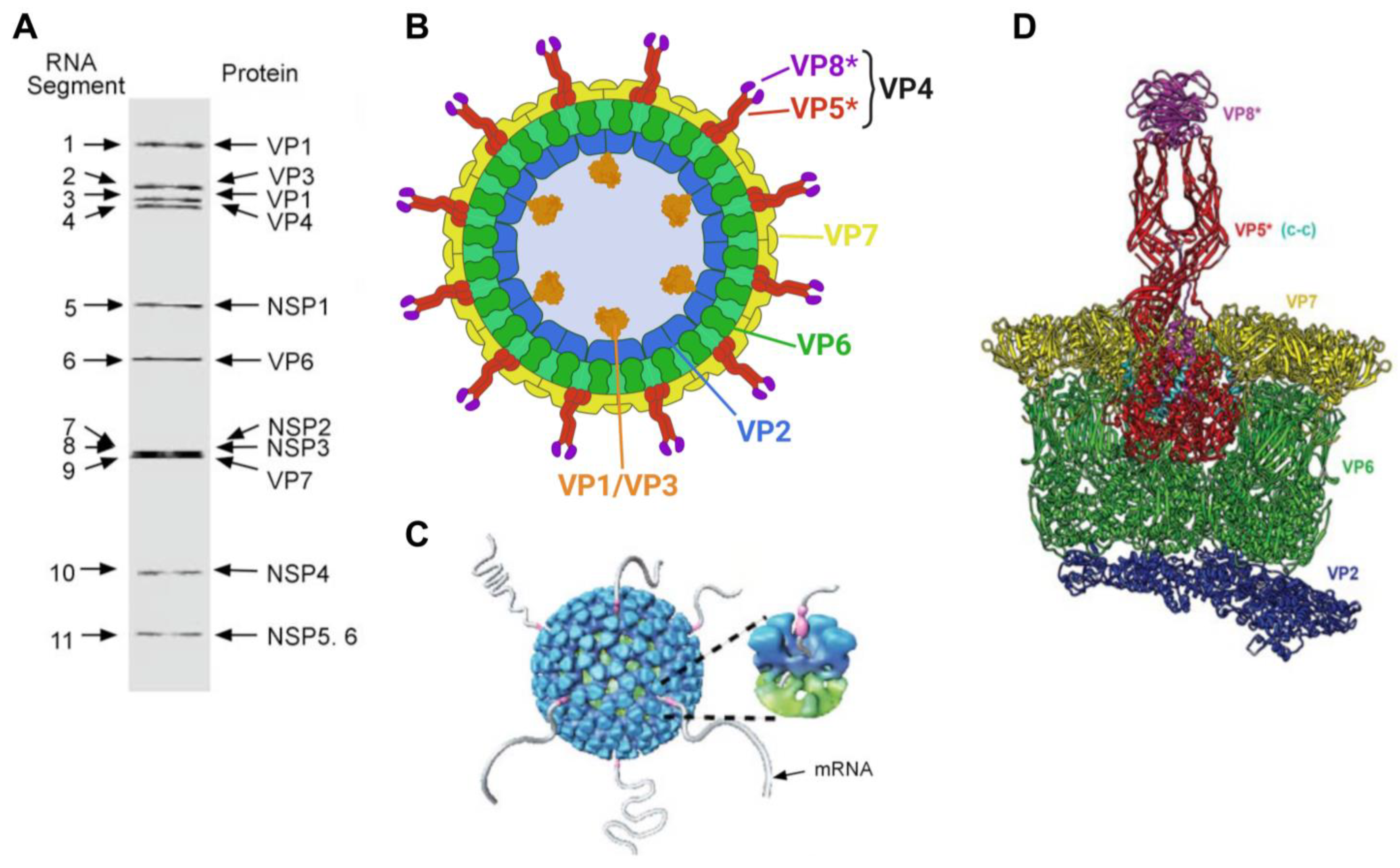 Viruses 16 00130 g001