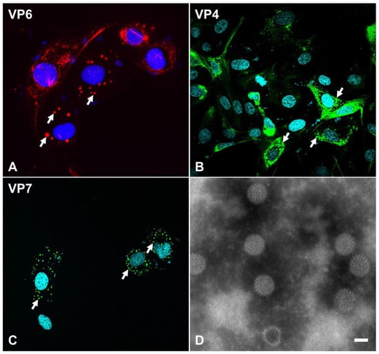Viruses 16 00130 g002