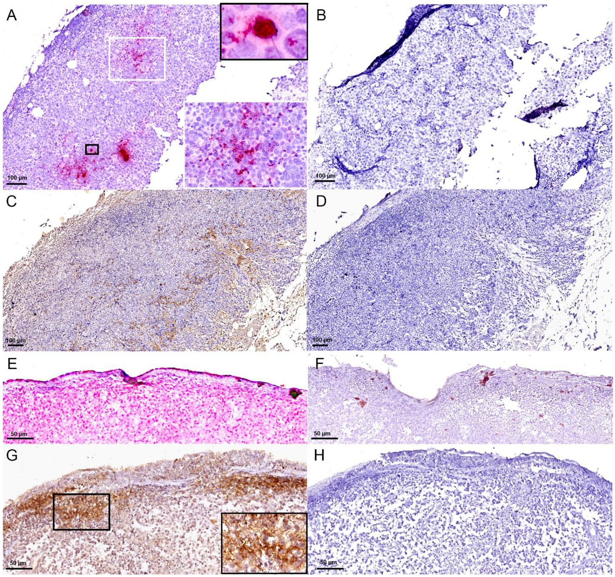 Viruses 16 00148 g001