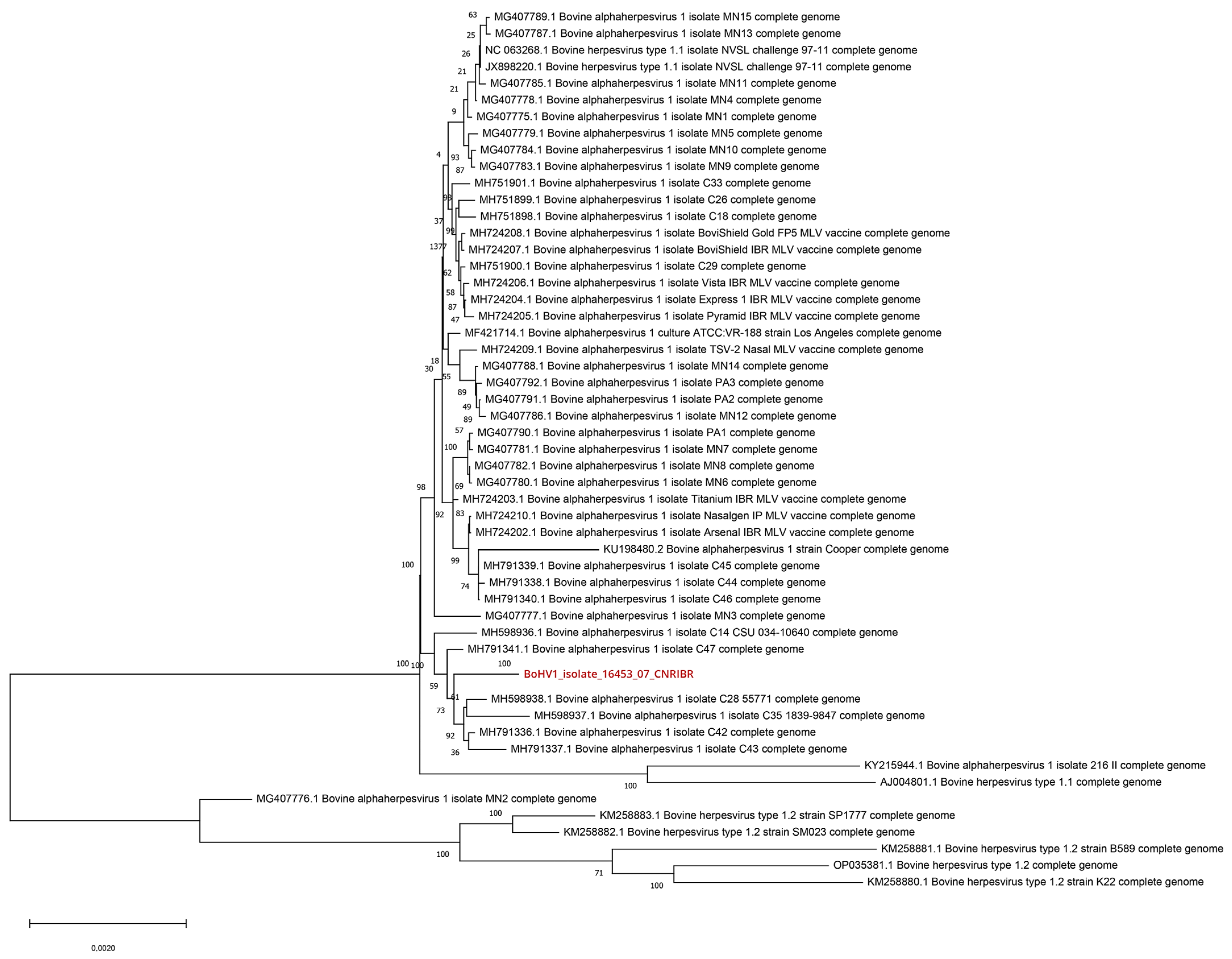 Viruses 16 00150 g001