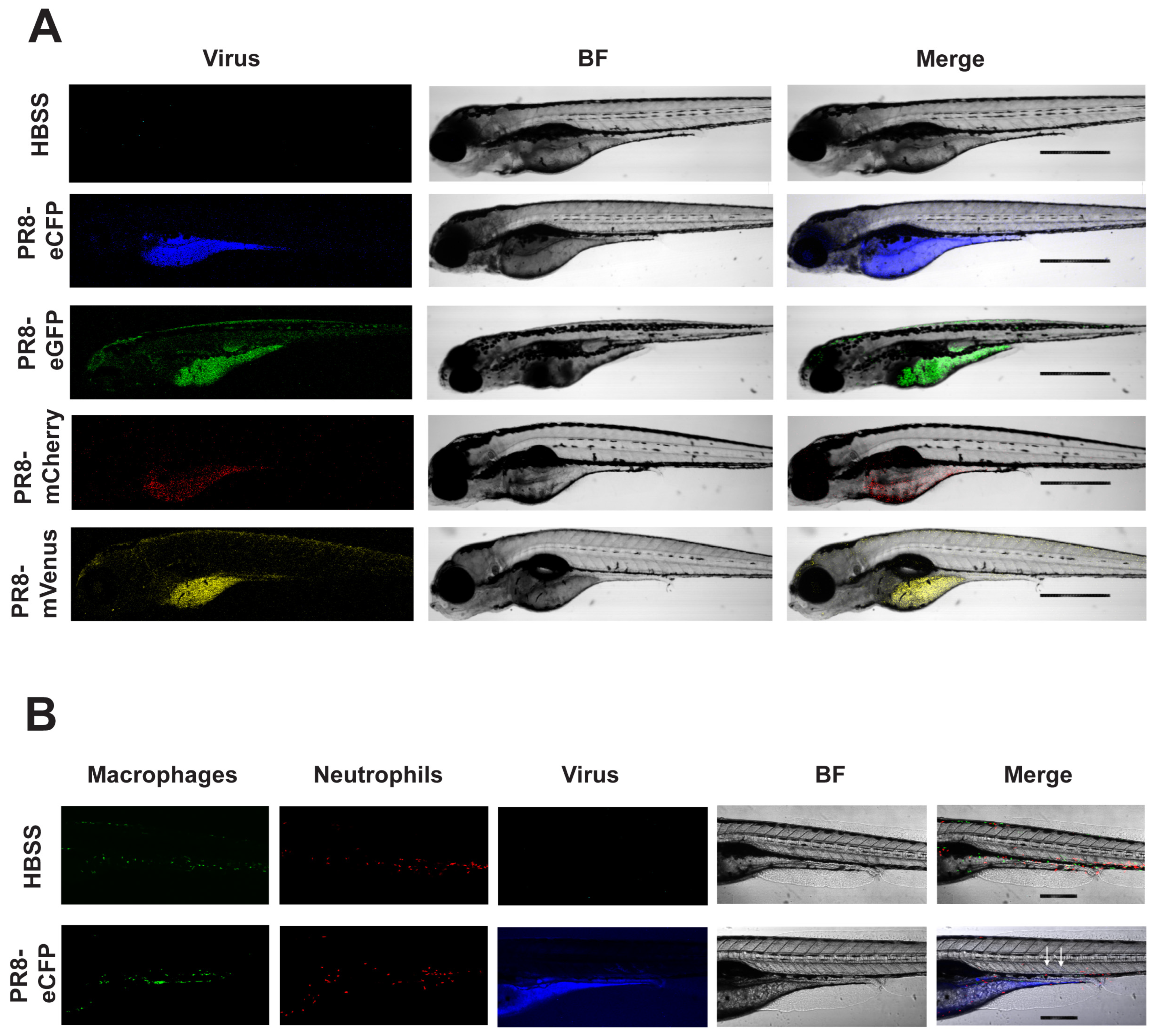 Viruses 16 00155 g003 Viruses 16 00155 g003