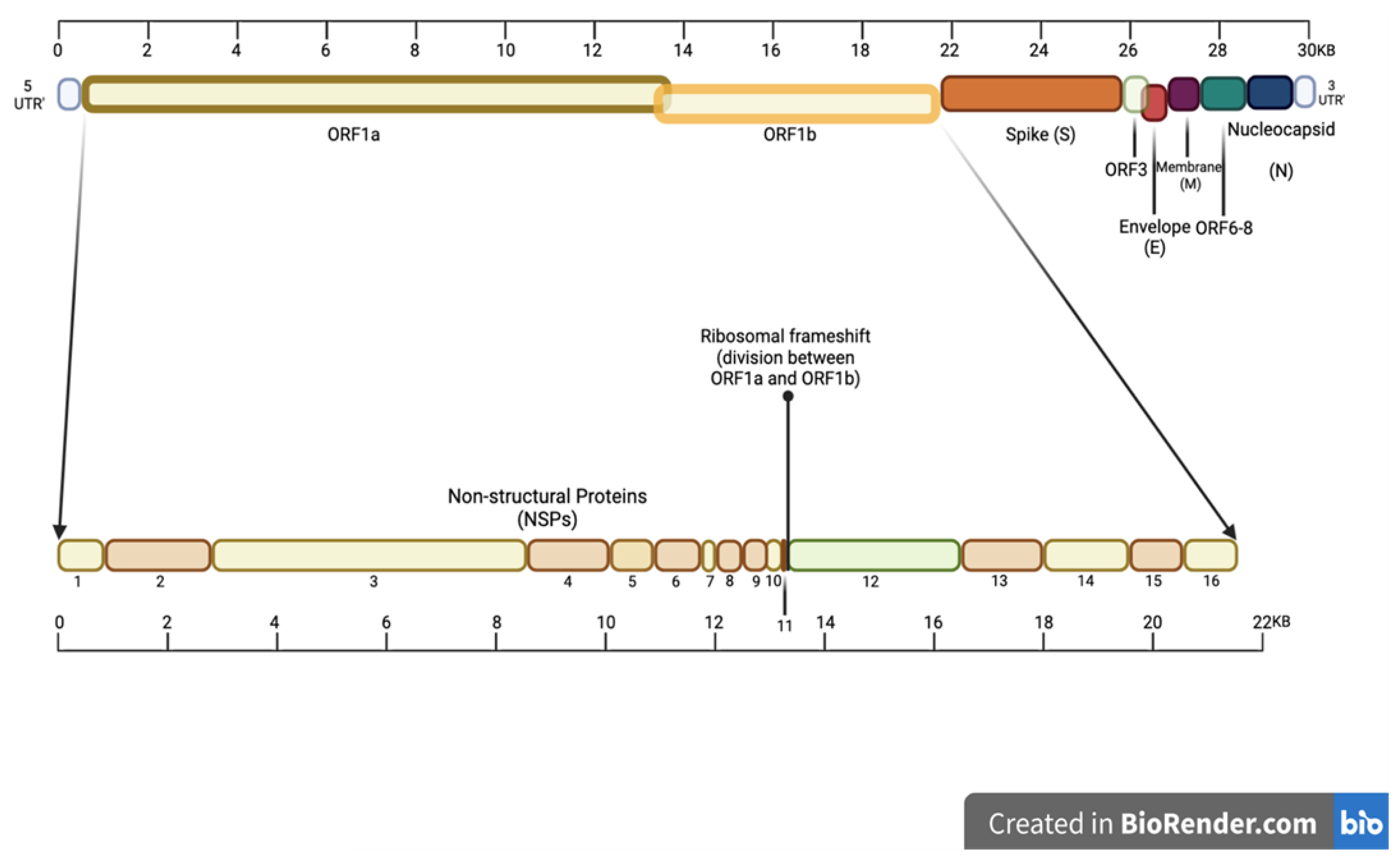 Viruses 16 00156 g003 Viruses 16 00156 g003