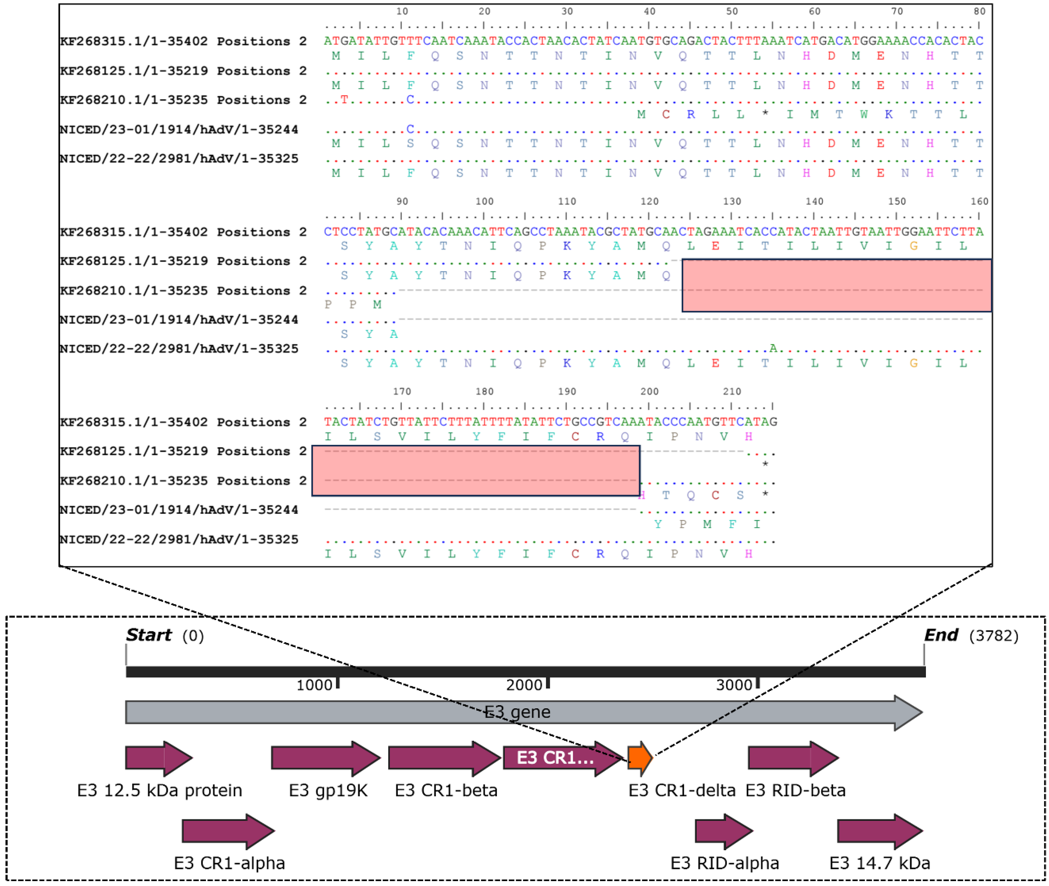 Viruses 16 00159 g006