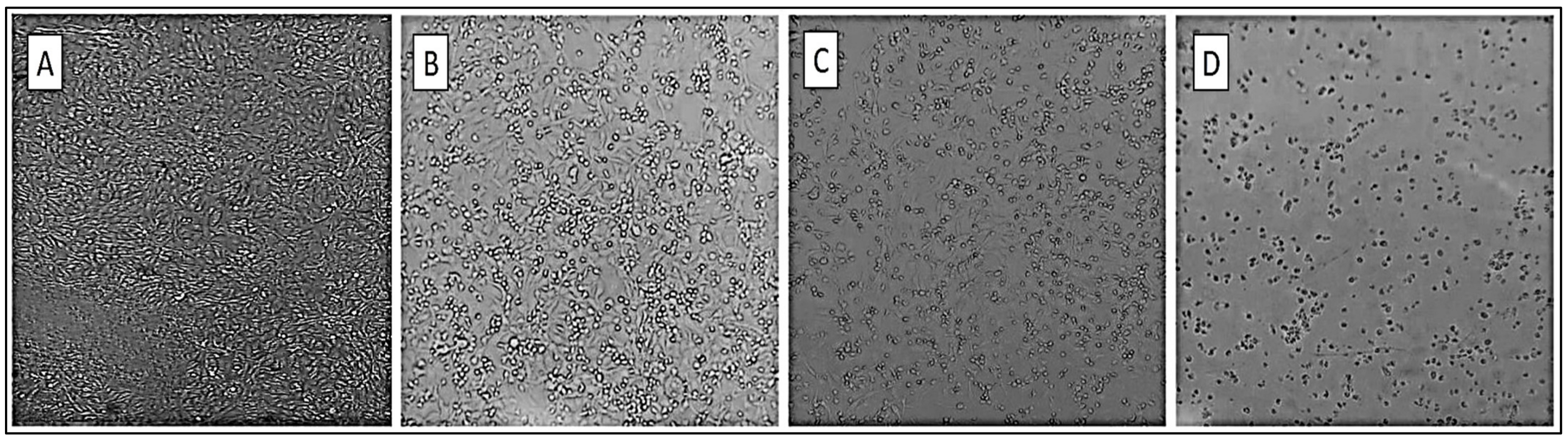 Viruses 16 00170 g001