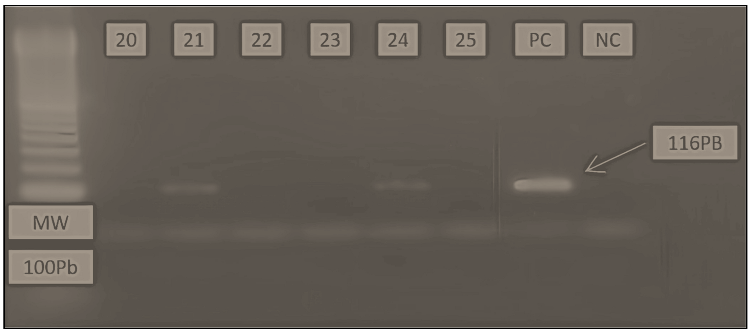 Viruses 16 00170 g002