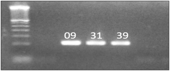 Viruses 16 00170 g004