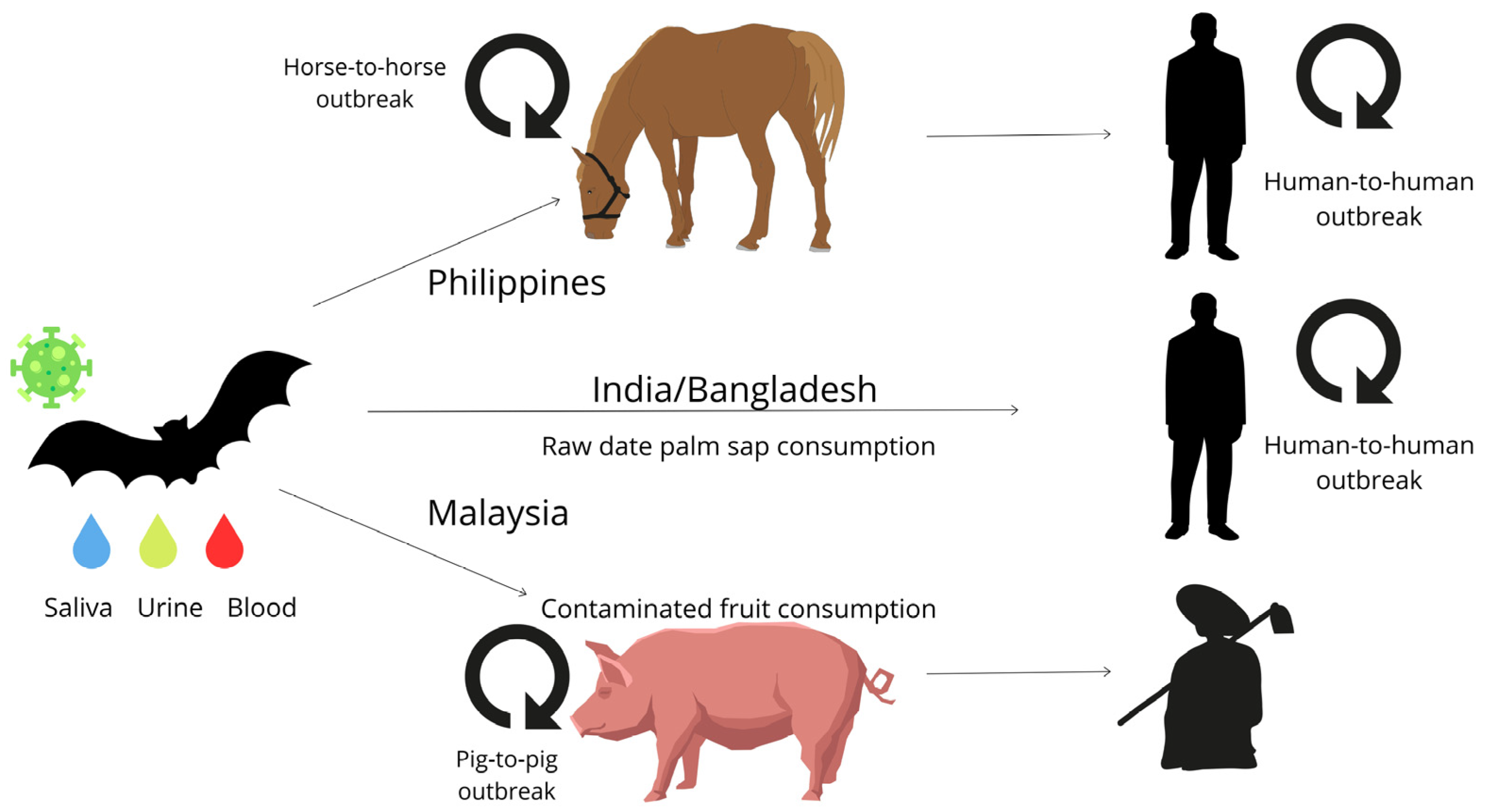 Viruses 16 00171 g001