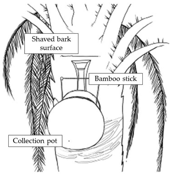 Viruses 16 00179 g003