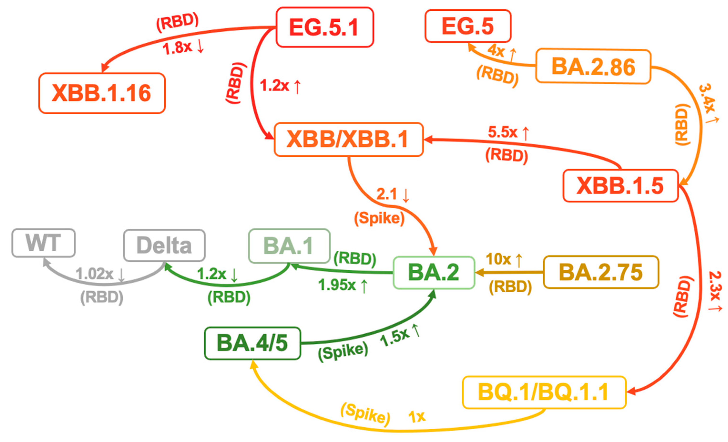 Viruses 16 00184 g004