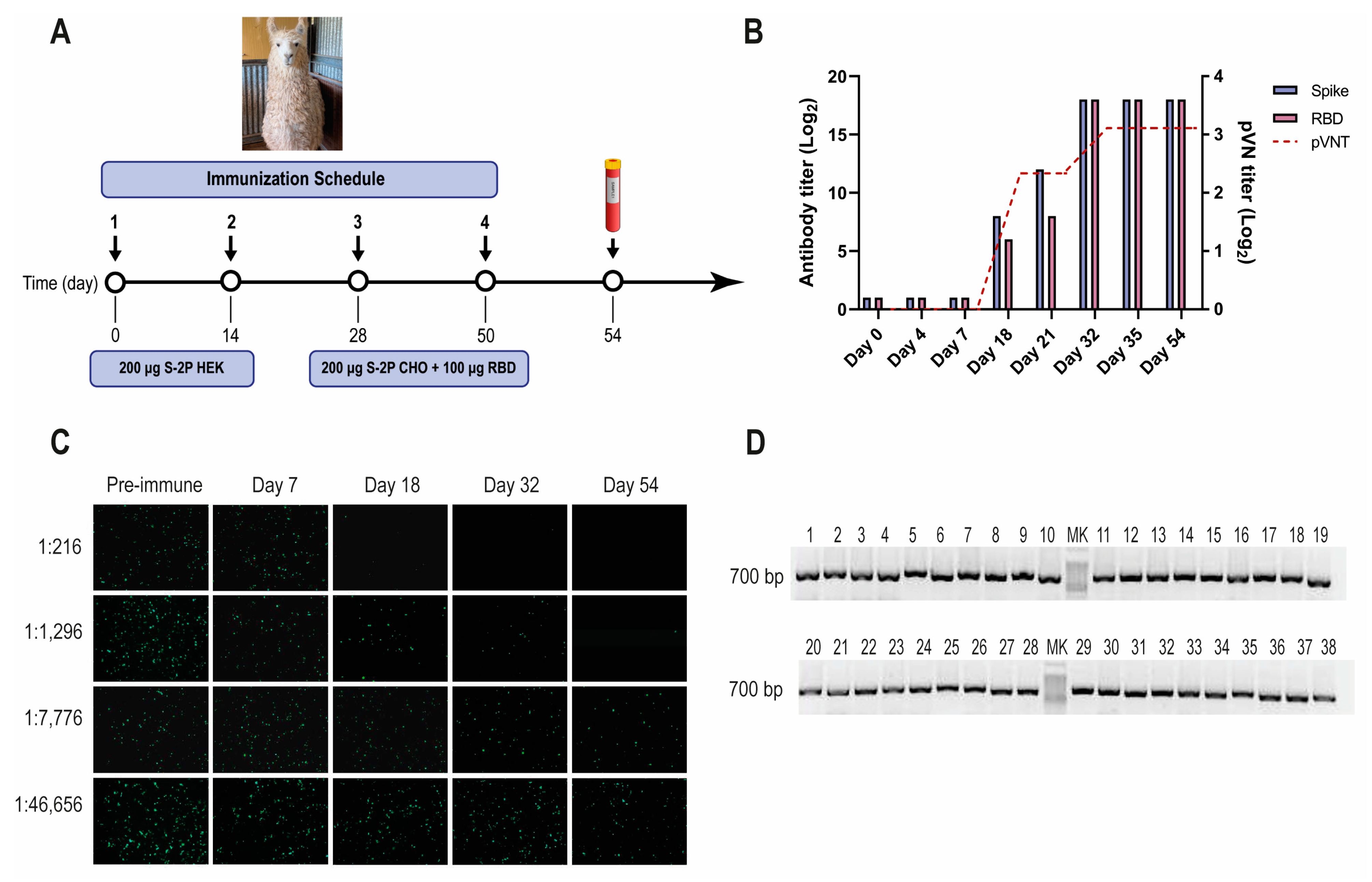 Viruses 16 00185 g001